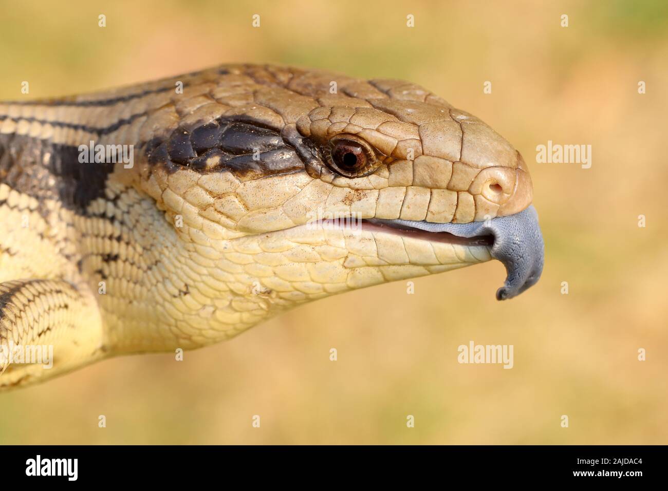 Eastern Blue-Tongue Lizard flippen Zunge Stockfoto