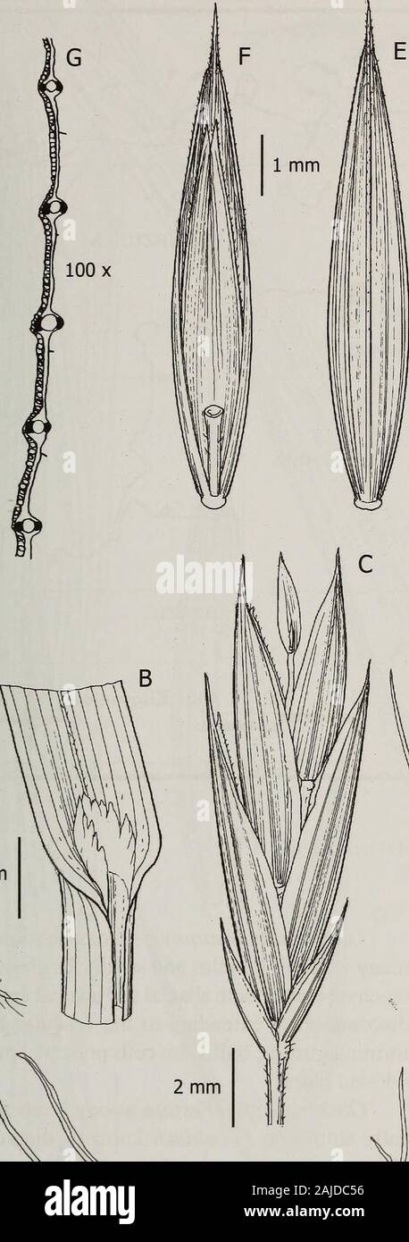 Beiträge aus der United States National Herbarium. perficiallyresembles Aphanelytrum procumbens Hack. Thespikelets und Rispen von F. reclinata sind similarto Aphanelytrum, aber die glumes in der ehemaligen areclearly durchzogen (versus entnervt), das ist die Differenz zwischen den beiden Gattungen. Alexeev (1986) in Kap. Glabricarpae placedF reclinata und wir considerthe Alexeevs Entscheidung nur vorläufig. Verbreitung und Lebensraum.-Festuca reclinata isknown nur an einem Ort in der ColombianCordillera Orientalische, Abt. Santander waren Es wasfound in einem Paramo. 11. Festuca woodii Stancik, Stockfoto