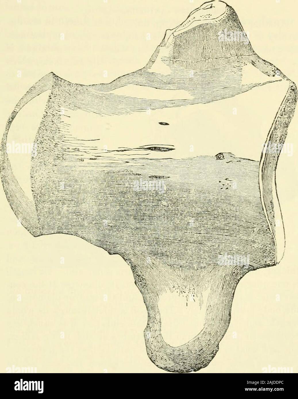 Bulletins der amerikanischen Paläontologie. denen Der alligatoren der südlichen Staaten. In diesem Charakter Ich finde es stimmt im Wesentlichen mit denen ofXew Jersey. Die Abdominal- Gesicht ist glatt, und von zwei oder apair Langlöcher gekennzeichnet, sondern liegt in der Nähe des concavethan die konvexe Seite der Körper ist zylindrisch, insbesondere pos-teriorly. Prof. Owen bezieht sich die] Nähen Jersey Saurier zu thelizards und der m^ososaurian Typ. Der Name, der einer Verwendung auf diese bemerkenswerte Saurier übertragen wird JIacrosaurus. Wenn meine Bestimmung ist in Bezug auf die Identität des j^ ew Jersey und Korth-Carolina sp Stockfoto