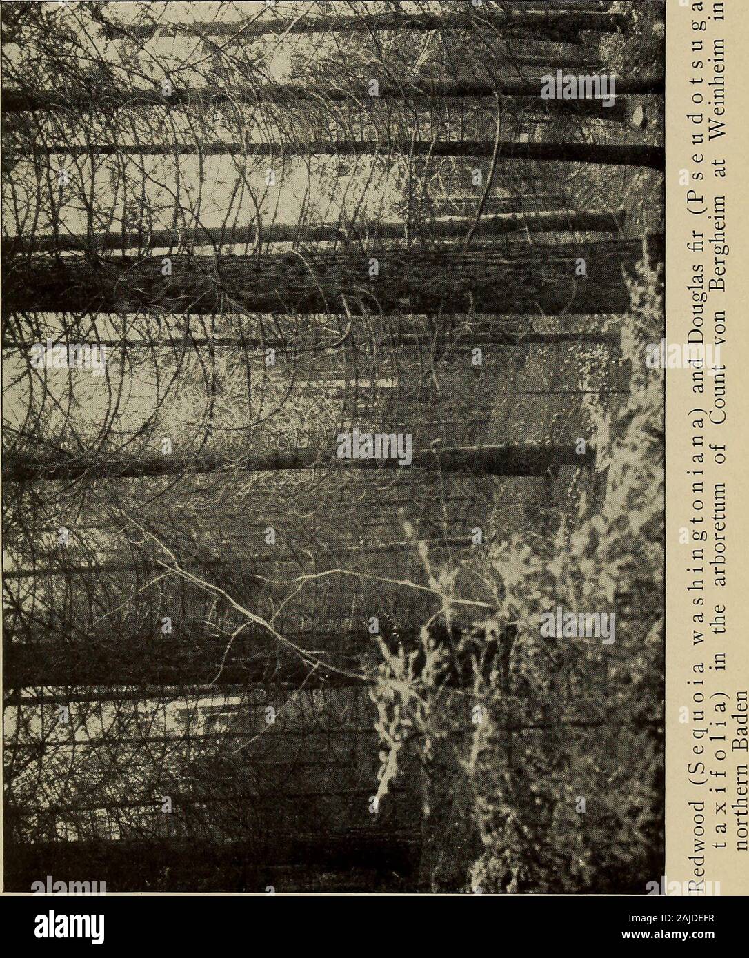 Jahresbericht. l und das aggressive Wachstum von Heidekraut (Calluna vul-garis) in den Niederwäldern haben diese eine sehr schwierige andslow sowie teurer Prozess. Hier können gesehen werden als nowhereelse die relative Fähigkeit verschiedener Baumarten theheather zu erobern, sie fast jede denkbare Kombination toovercome seine aggressive Wachstumsstrategie versucht haben. Vor der Eiche Niederwäldern, Heather war nicht eine ernste menacein die Wälder dieses Bereichs, und die Faktoren, die broughtabout seine Herrschaft über den Boden, während Sie nicht zu dieser Zeit beenanticipated haben könnte, sind jetzt gut genug Stockfoto