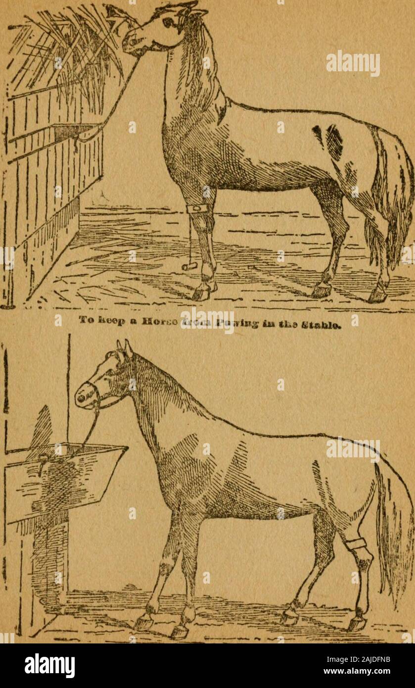 Die Gleason Pferd Buch die einzige autorisierte Arbeit von Amerikas König von Pferd Dompteure, bestehend aus Geschichte, Zucht, Ausbildung, Brechen, Kauf, Fütterung, Pflege, Hufbeschlag, doctoring, das Alter und die allgemeine Pflege des Pferdes. die Peitsche mit dem Wort: Kranke unterrichten sie schüchtern, * und das Pferd erhält eine schwere Strafe das Pferd, nicht havingthe Argumentation macht, die sie haben, ist der Auffassung, dass die Strafe thathe hat gerade erhalten hat, aus dem Objekt gekommen, er war so muchfrightened an. Frage. Wie würden Sie ein Pferd aus scharren in der stabil zu halten? Antwort * ein Stück Kette nehmen sieben Zoll lang, nicht ein Stockfoto