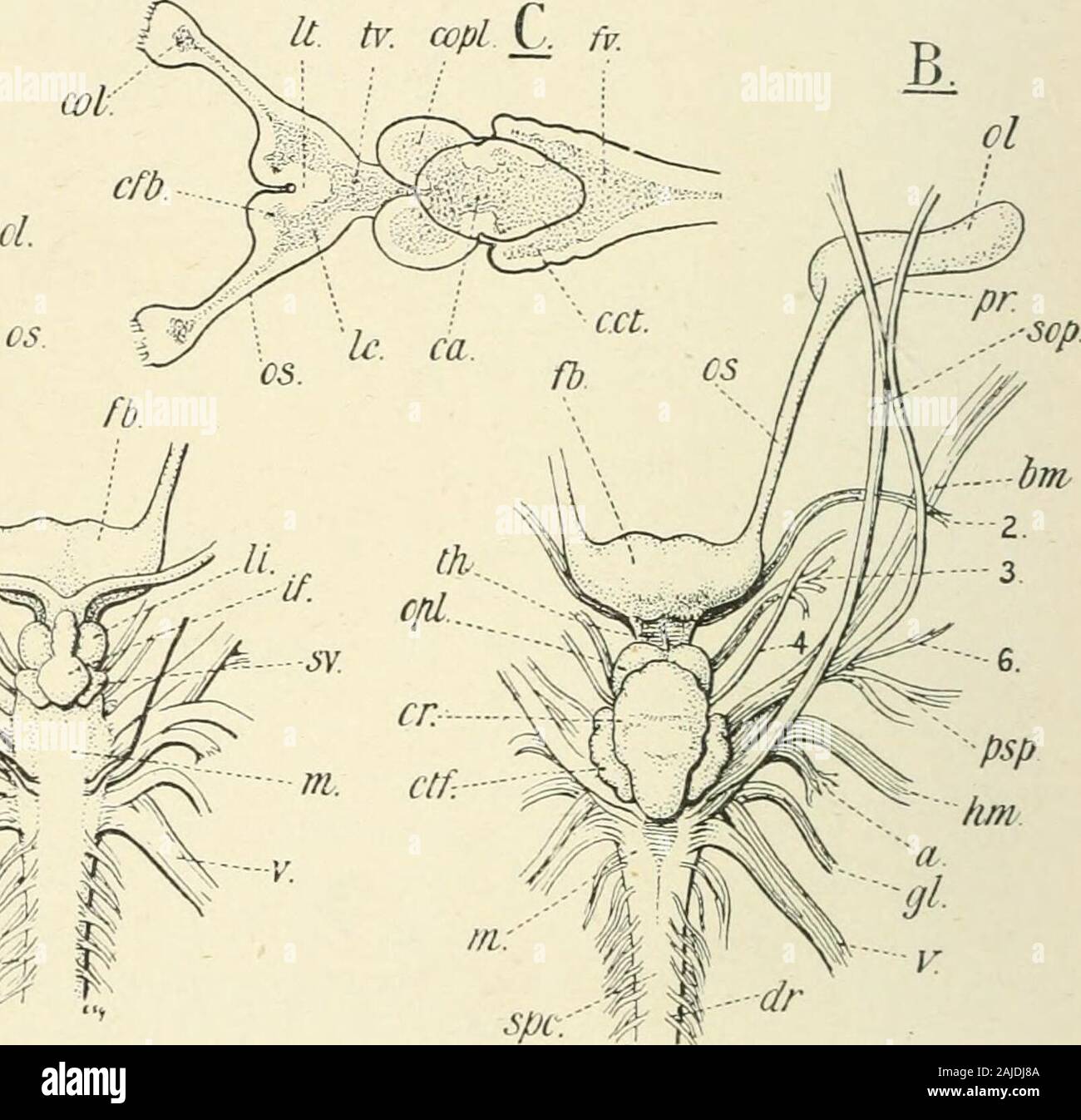 Eine Abhandlung über die Zoologie. B.^U Th. ^ --&gt; y V^Cr, m. Ctf: Abb. Ventrale Ansicht (A) und Dorsalansicht (B) des Gehirns von Raja anderer Hersteller wie HATIS. Die dorsalen Ansicht (C) von thebrain von Acanthius vulgaris, zeigen die internen Kavitäten schattiert. ", Hörnerv; bin, Bukkalen Nerv; ca, Buchse von Mid-brain; cct, seitliche Buchse von Corpus restifornie; c. fb, Buchse offore - Gehirn, zerebralen Hemisphäre; c. o. l, Hohlraum von olfactor&gt;-lobe; c. op.l, Hohlraum von Optic lobe; Cr, Kleinhirn;&lt;?//, Korpora restiformia; d. r, dorsalen Wurzel der spinalen Nerven; f) h, Fore-brain (Pros - encephalon); /.)!, vierten Ventrikel; gl, glossophar Stockfoto