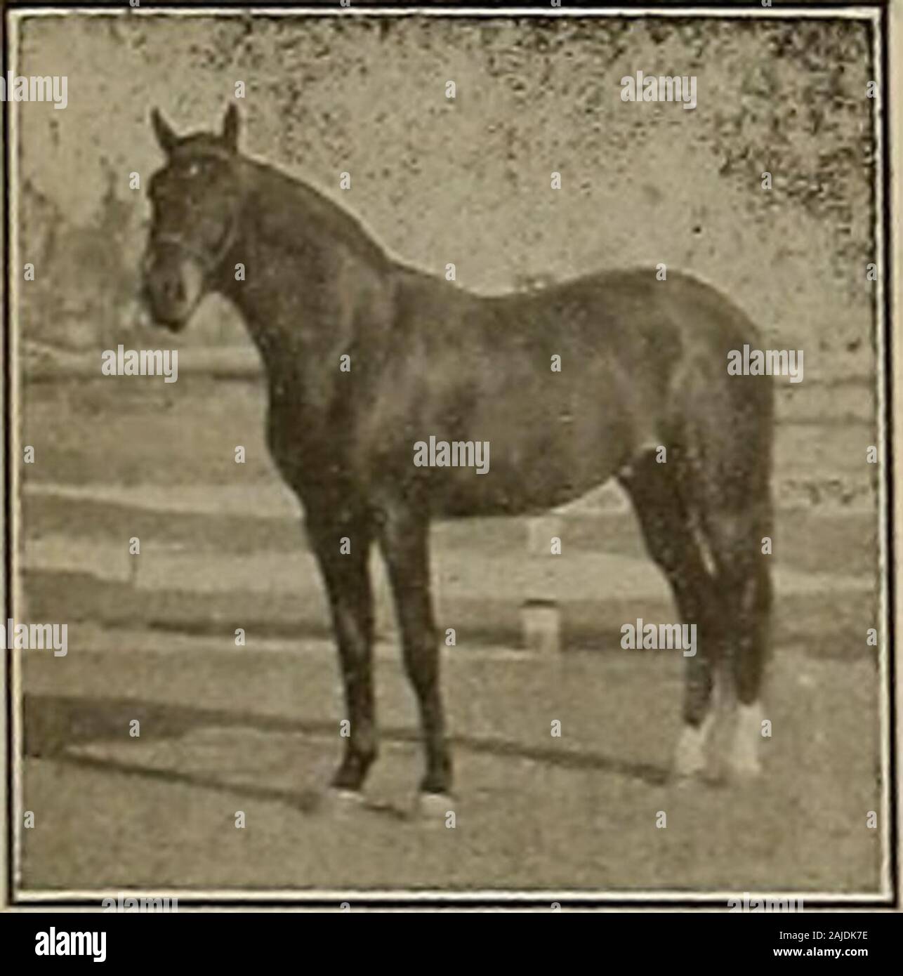 Züchter und Sportler. Patchen Boy (3) 2: 10%, C. W. M.2: 24% (zu hohen Rädern trottete), Anglin Wilkes 2: 16 % über die Hälfte Meile Schiene, Studie 2: 09 %, Metropolitan 1372, Sohn von hambletonian 10; zweite Dam, Haggie Braun, byAshland Lehm; dritte Dam, Pitty Pat, Vollblut. Das Patchen Junge war drei Jahre alte Rasse Colt in der Welt thegreatest, gewann sechs gerade Rennen in theGrand Stromkreis das einzige Jahr lief er war. Seine Produkte sind gut und realrace Pferde. (Kein Zinn Becher.) DAS PATCHEN BOY ist ein schönes Schwarz, 16.1 Hände und wiegt 1290 Pfund. Seine colts sind für schöne Größe, tolle Menschen und der Stockfoto