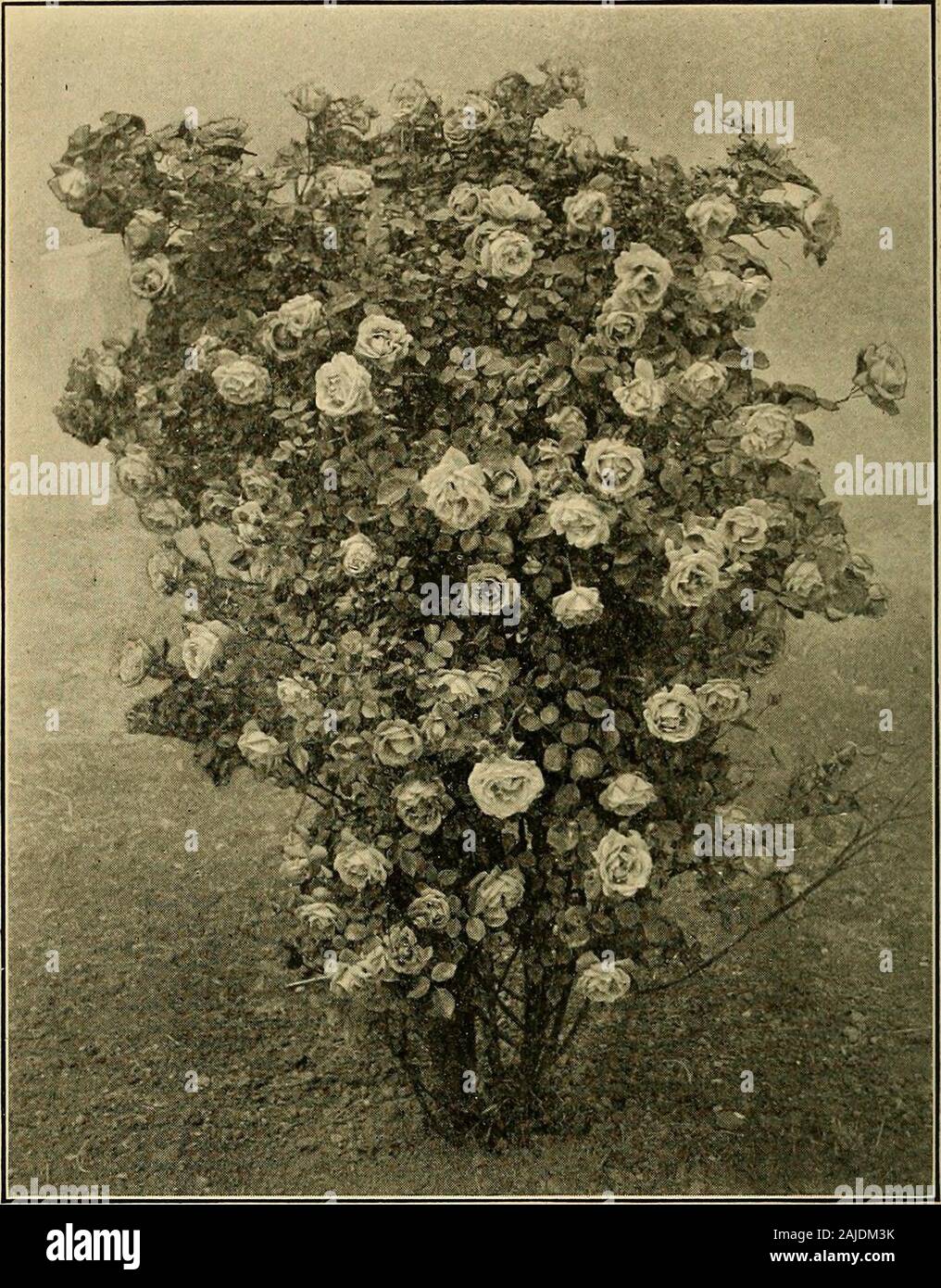 Elfenbein Unter Glas Stockfotos Und -Bilder Kaufen - Alamy