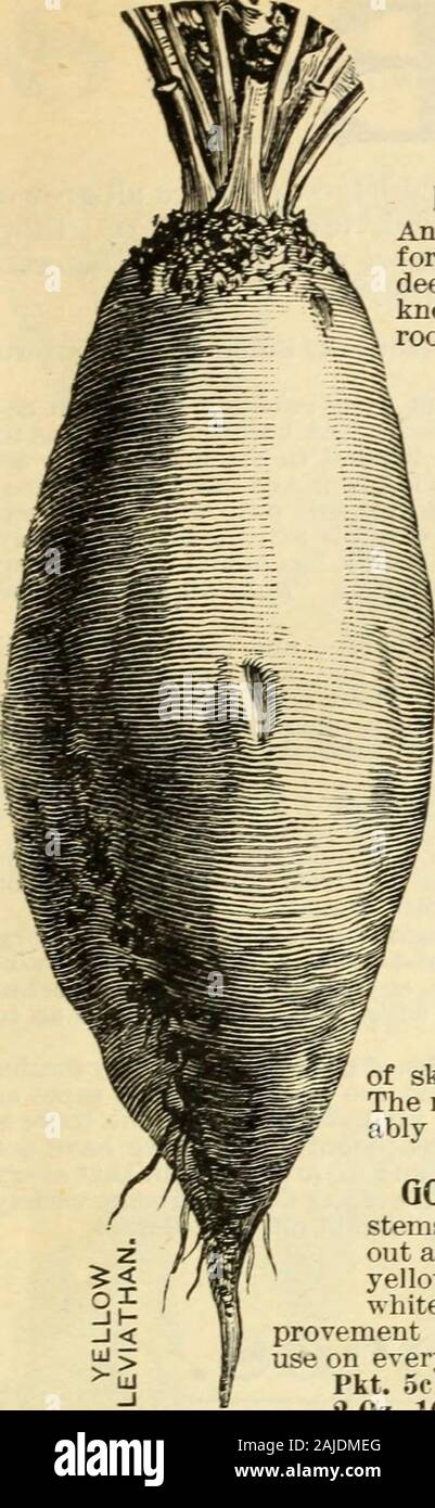 Saatgut jährliche. LANES VERBESSERTE IMPERIAL ZUCKER. Dies ist ein größeres, gröbere Zuckerrüben als die französischen weißen Zucker, mehr hke MangelWurzel in Charakter, aber das weiße Fleisch ist so viel sweeterand Zarter, dass sie von einigen für den Tischgebrauch gefallen sind. Pkt. 5c; Oz. 10 c; 2 Oz. 10 c; % Lb. 15 c; Lb. 35 C. Französische GELB ZUCKER. Wächst auf einer großen Größe, rootshalf Lange, Gelb und süß. Exzellent für Lager Fütterung. Pkt. 5c; Oz. 10 c; 2 Oz. 10 c;^Lb. 15 c; Lb. 35 C. FRENCH WHITE SUGAR RED TOP. Früher forsugar verwendet, aber die kleineren, reicher Sorten haben sich weitgehend takenits Ort für diesen Zweck. Die zahlreichen grünen Blätter Stockfoto