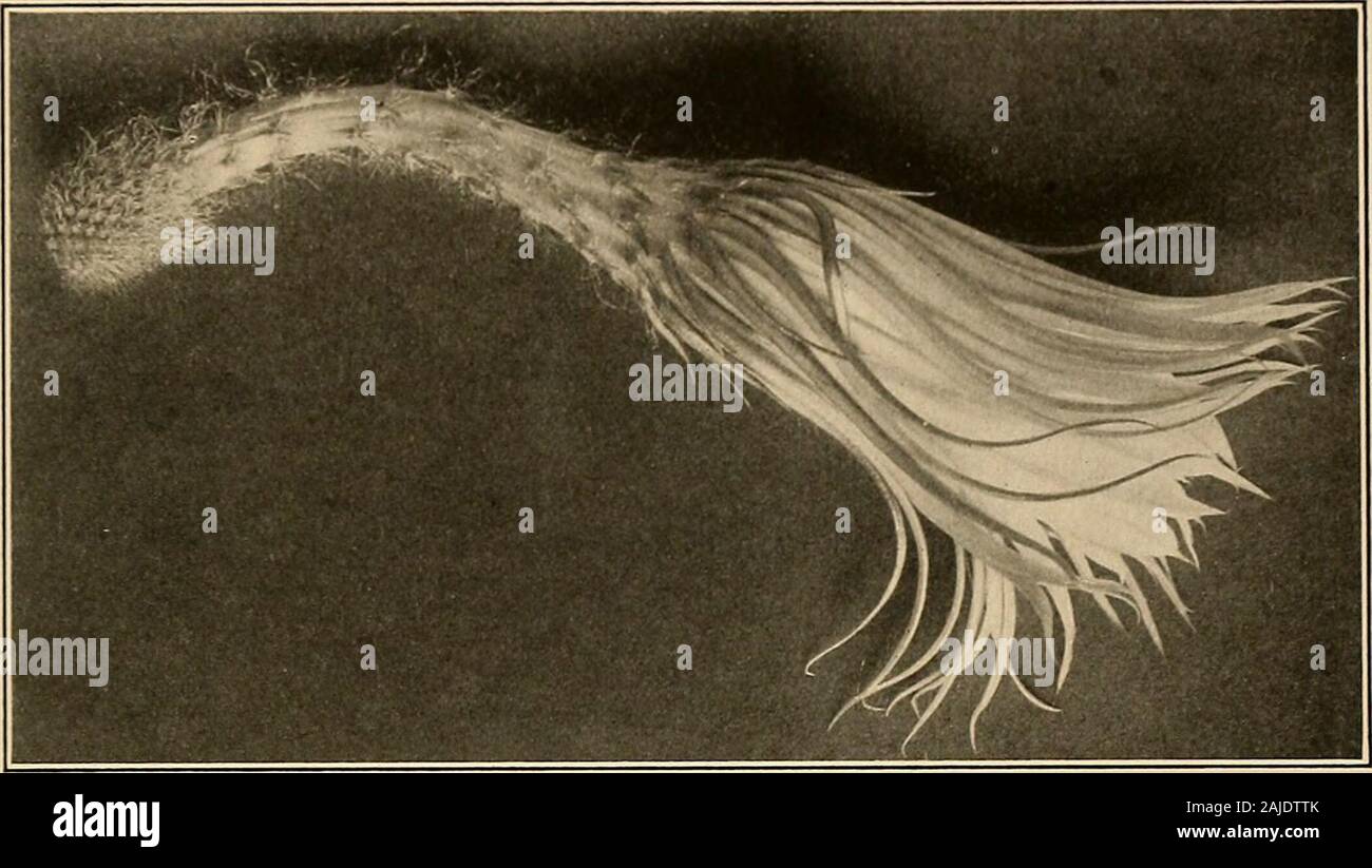 Die Cactaceae: Beschreibungen und Abbildungen von Pflanzen der Familie der Kakteen. -M E. Eaton &Lt;iel Blume auf Zweig der Selenicereus coniflorus. (natürliche Größe.) SELENICEREUS. 203 Mehrere, 2 mm. Lange oder weniger; Blüten 30 bis 34 cm. lang; äußere blütenhülle-Segmente und oberen skaliert linear, Gelb, die äussersten Skalen rote oder bräunliche; Innere fällt - Segmente reines Weiß, 10 mm lang, oblanceolate, 2 bis 3 cm Breite an der breitesten Stelle, akute; Rohr ordnungsgemäße 12 cm lange, bekleidet mit smallscales Lager braune Haare und Stacheln in ihren Blattachseln; Frucht länglich, ca. 8cm lang.. Abb. 280.- Selenicereus macdonaldiae. Ty Stockfoto