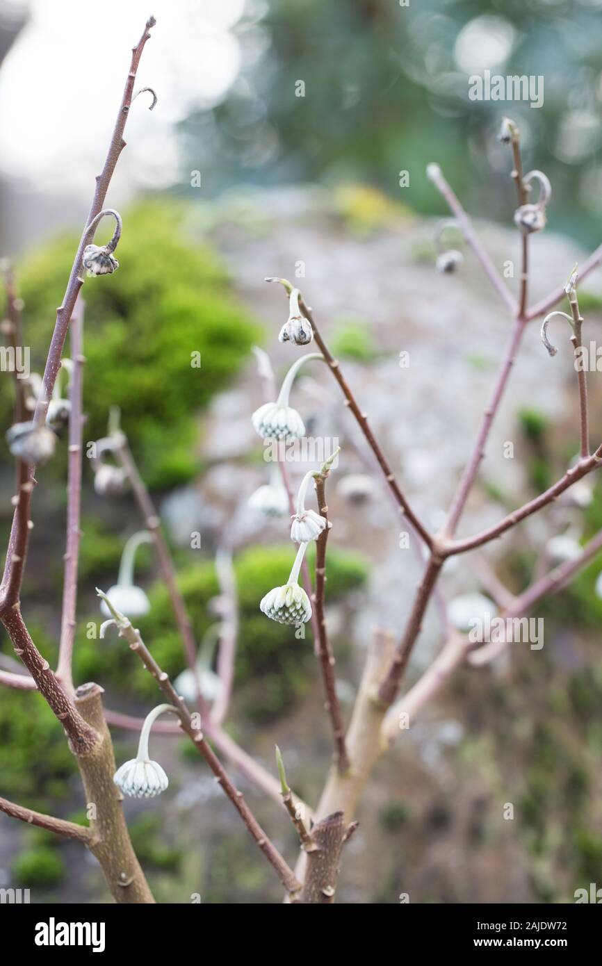 Edgeworthia papyrifera - Papier Bush. Stockfoto