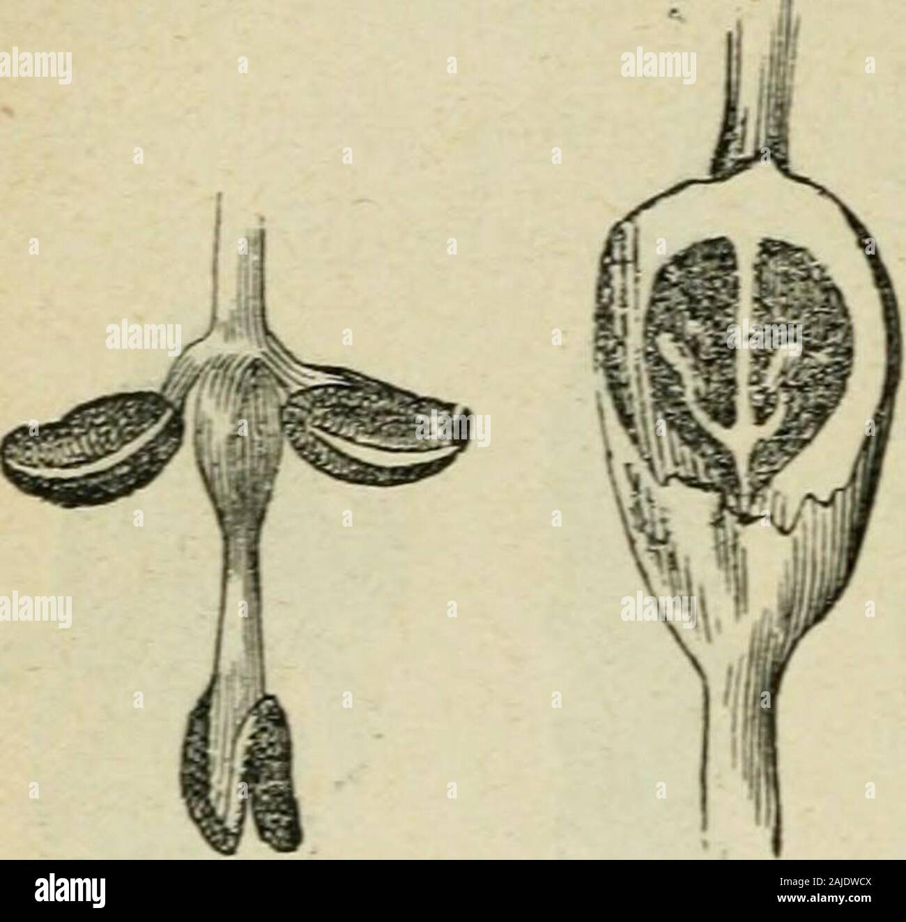 Éléments de Forstwirtschaft. Abb. 19. - Chaton mâle de Laune. Abb. 20* - Chaton mâle du Sapin. 86 PHYSIOLOGIE une même Fleur comme dans Ton (Abb. 28), Le syco - Mehr (Abb. 29), tantôtgrou-pés séparément commenous lehêtre Tarons vu pour le Chêne, Le charmeet Tanne, dont les fleursuiàles ont été figuréesplus Haut, et dont lesfigures 23 à 26 représen - Zelt les Fleurs femelles.^^ - 21 W^fe--2 auf Appelle hermaphro - diles les Fleurs qui portent des Organes mâles et. Stockfoto