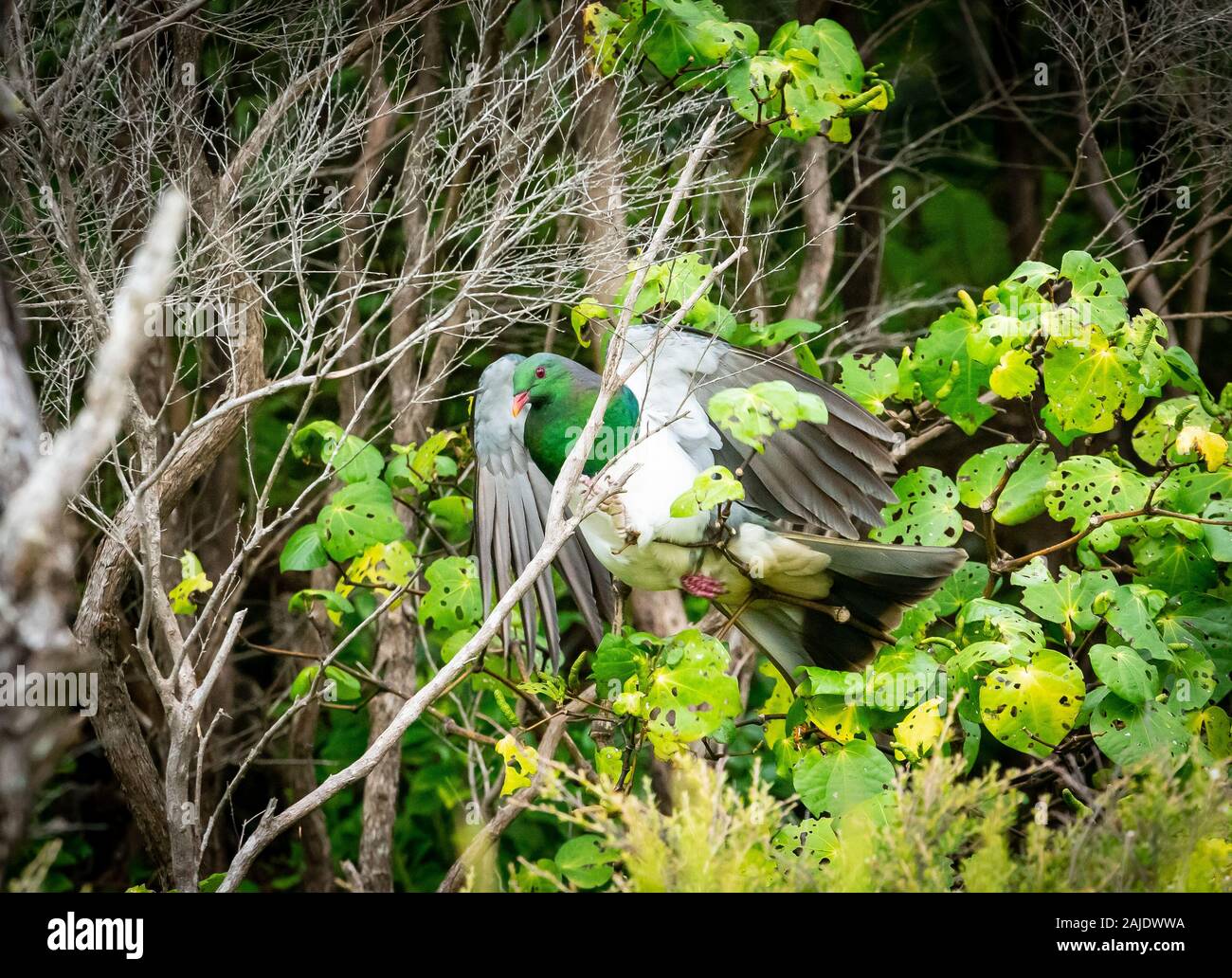 Neuseeland Ringeltaube mit Flügel in Bush auf Kawau Island zu fliegen. Stockfoto