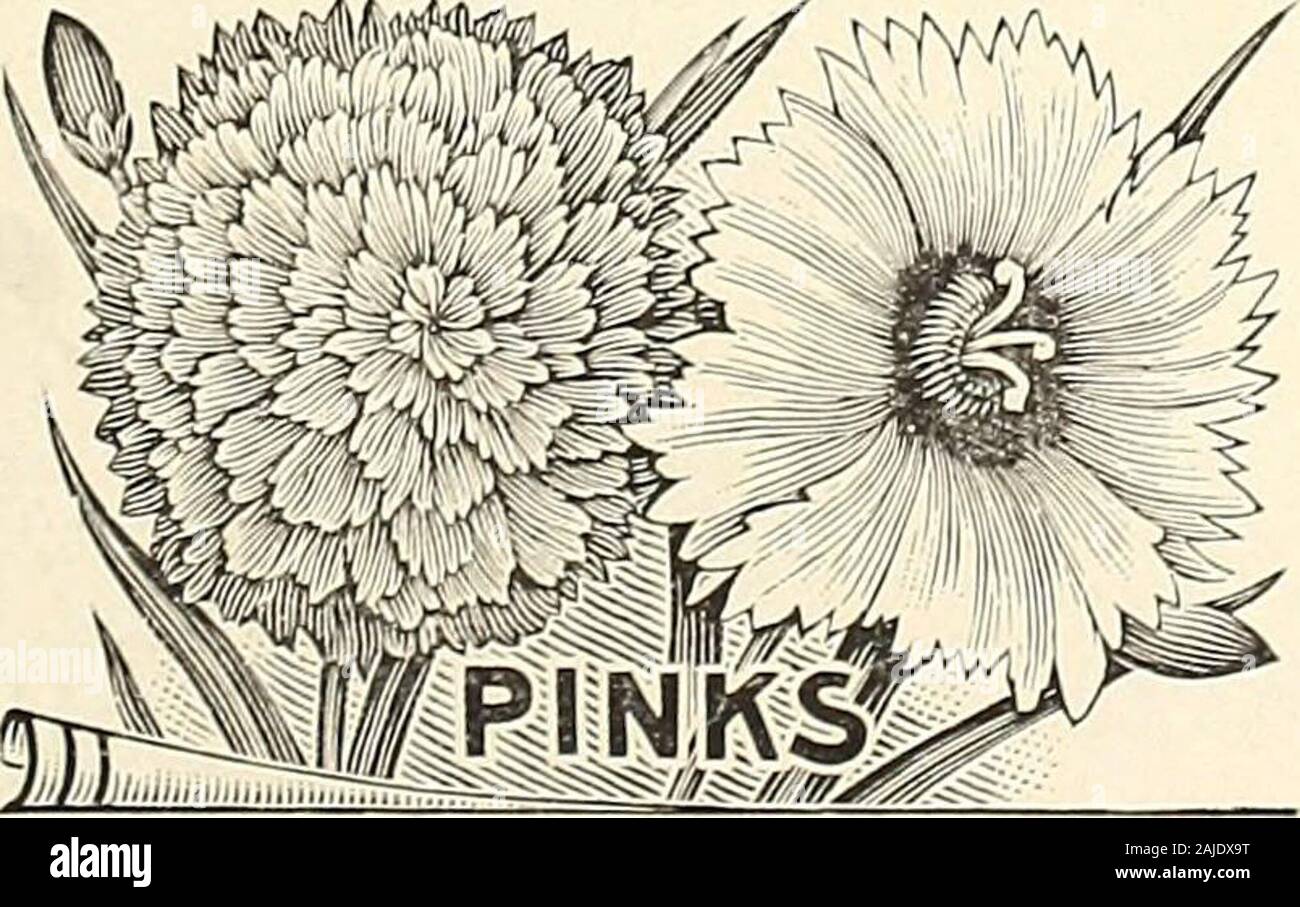 H.W Buckbee Samen und Pflanzen Guide: 1905. s Bloomer. Alle Farben Feinste gemischt. Pkt. 7c. GOLDEN ROD - Die nationale Blume. Pkt. 5c Hibiskus - Hardy abundanceof Hybrids-Bears eine riesige Blüten in leuchtenden Farben, withdistinct Auge. Höhen Füße. Pkt. 5c. HOLLYHOCK - Die unverzichtbare gut knownflower. Sehr imposante für Hintergründe, Bilder, etc. Doppel White-Pkt8c Doppel Magenta-Pkt. 8c Doppel Lemon-Pkt. 8c. Doppel Pink-Pkt. 8c Double Black-Pkt. 8c. Doppel Mixed - Sehr Wahl, die mehr als zwanzig verschiedenen * Sorten. Pkt. 50 Samen 5 cIRIS Kaempferl-Gemischt. Pkt. 10 C. Germanica - gut gemischt. Pkt 10 C. Slberica-M Stockfoto