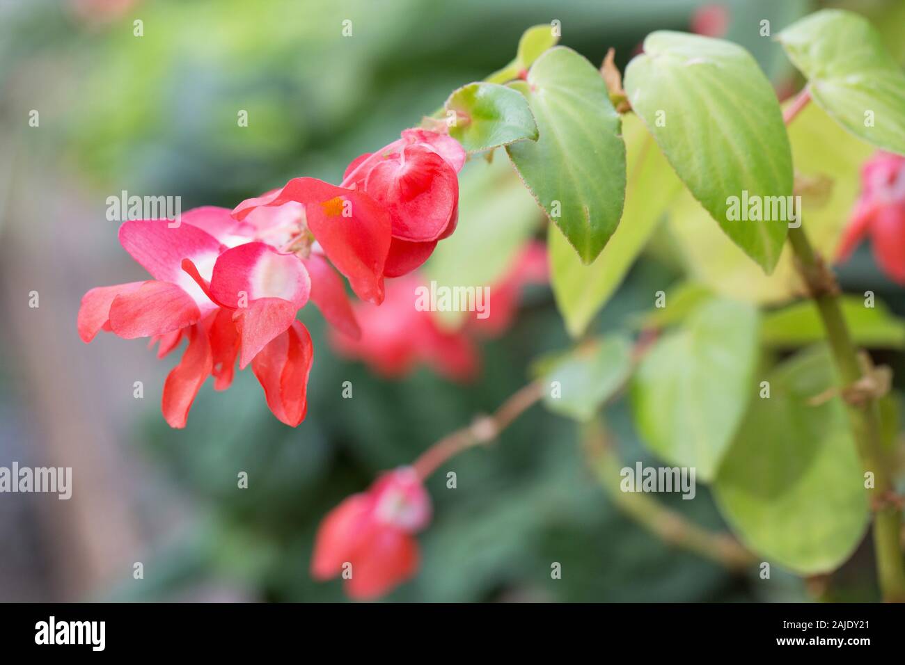 Begonia semperflorens blühende Pflanze. Stockfoto