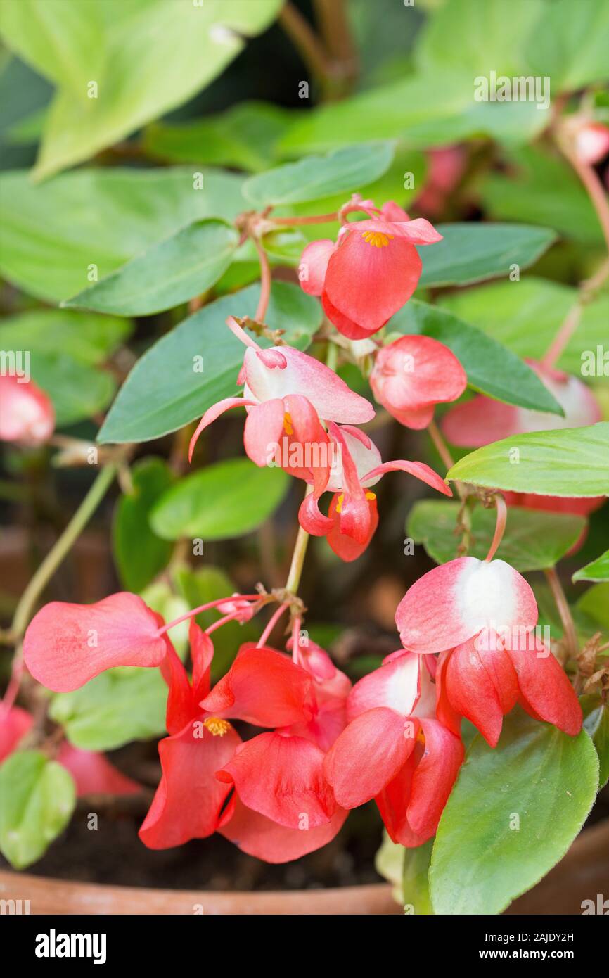 Begonia semperflorens blühende Pflanze. Stockfoto