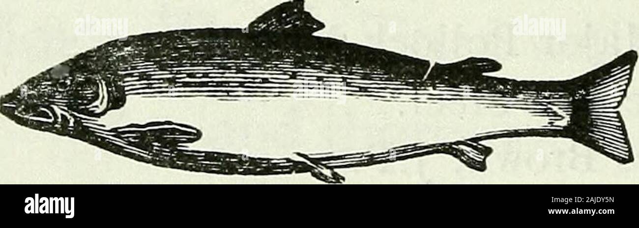 Oberst james maxwell Fotos und Bildmaterial in hoher Auflösung Alamy