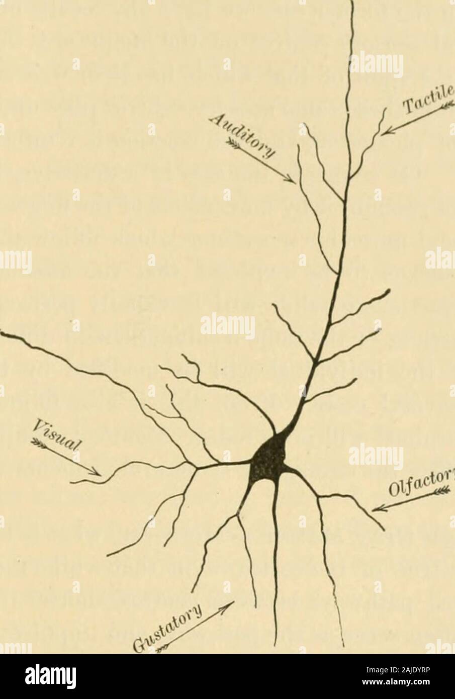 Ein amerikanisches Lehrbuch der Physiologie. terruption von assoziativen Wege etwa eine oder mehrere Dieser tractsis gebrochen, und damit diese Entladung Zelle nicht erhalten einen Stimulus adequateto verursachen eine Antwort. Die physiologischen Einfachheit der Elemente, die in jedem Teil des zentralen Sys-tem, entweder, wenn verschiedene Teile des Systems von der selben Tier orwhen der entsprechenden Teile von verschiedenen Tieren verglichen, Dependson die Anzahl der Wege, auf denen die Impulse auf die dischargingcells gebracht werden. Zusammengesetzte Zeichen der eingehenden Impulse. - Diese conclusionsbased auf der Anatomie Stockfoto