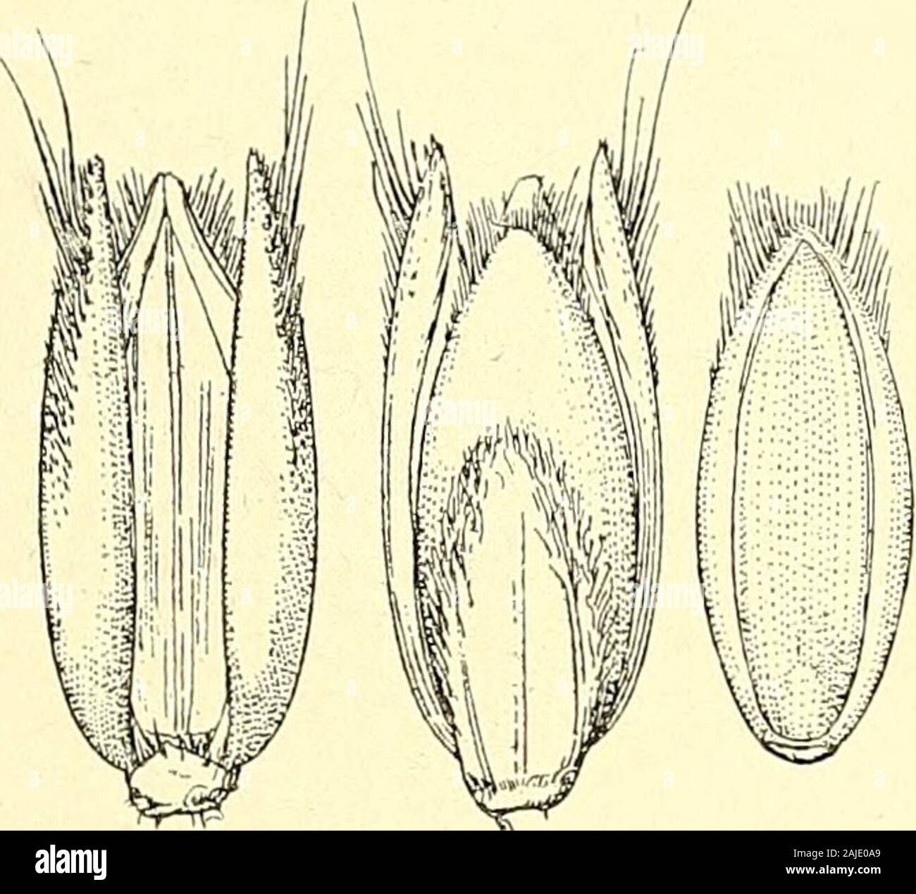 Hinweise zu den Gattungen der Paniceae: I-IV. 1816. (Siehe oben.) Panicum thrasya Trin. Mem. Acad. St. Petersb. Vi. Sci. Nat. 3: 2228.1834. Auf der Grundlage von T. paspaloides H.B. nur K. die Humboldt und Bon-Pland Probe wird erwähnt. Es ist möglich, dass diese Art beencollected hat ein zweites Mal. Thrasya thrasyoides (Trin.). Panicum thrasyoides Trin. Gramm. Pan. 126. 1826. Brasil. (Langs-dorff). Die schriftmuster, in der trinius Herbarium, ist Chase - Hinweise zur Gattungen der Panicetz beschriftet. TV. 115 Panicum thrasyoides m. ubique in campis siccis, Brasiliae kreszenz, Bein. mense Dez. 1824. cl. Langsdorff. Thrasya h Stockfoto