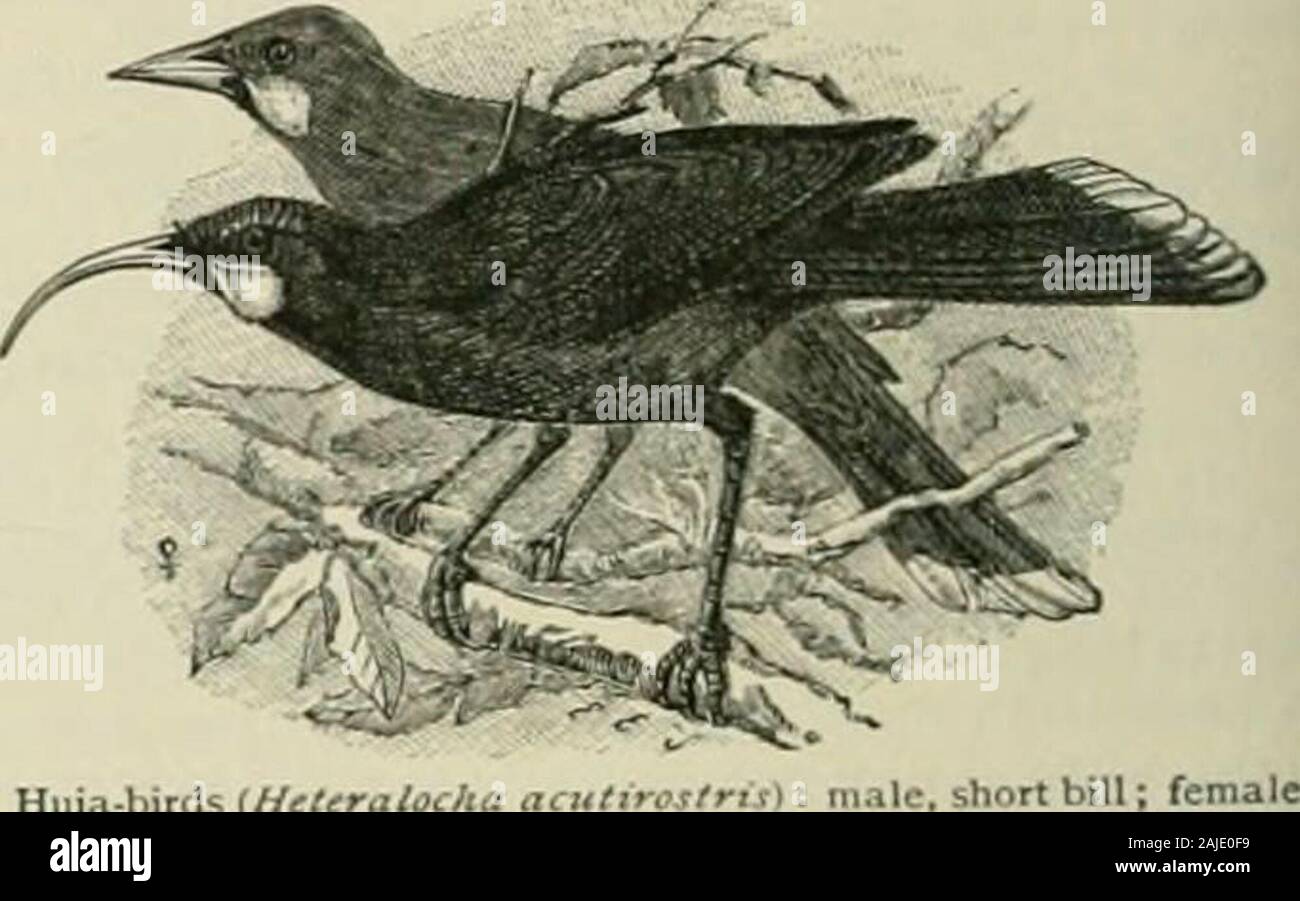 Das jahrhundert Wörterbuch und cyclopedia, eine Arbeit von Universal Referenz in allen Abteilungen des Wissens mit ein neuer Atlas der Welt. r. Ein Dialektalen Variante der Liit ^. hetaera (er-terii),; Ich.; pi. hetcrro! (-Re). [NL., &Lt;Gr.cTuipa, Ionische craipi/, epische hdpr/, ein femalecompanion; im Dachgeschoss verwenden, um eine lawfulwife entgegengesetzt, und so mit verschiedenen Schattierungen von meaningfrom Kebsweib des comtezan; fem. von frai - por, ein Begleiter, Genosse, vergleichbar mit dem erw, aclansman, Löser.] Im antiken Griechenland, awoman, insbesondere ein Sklave oder ein Ausländer, gewidmet an öffentliche oder private Unterhaltung, einen Beruf der Flöte - plaj-ing, Stockfoto