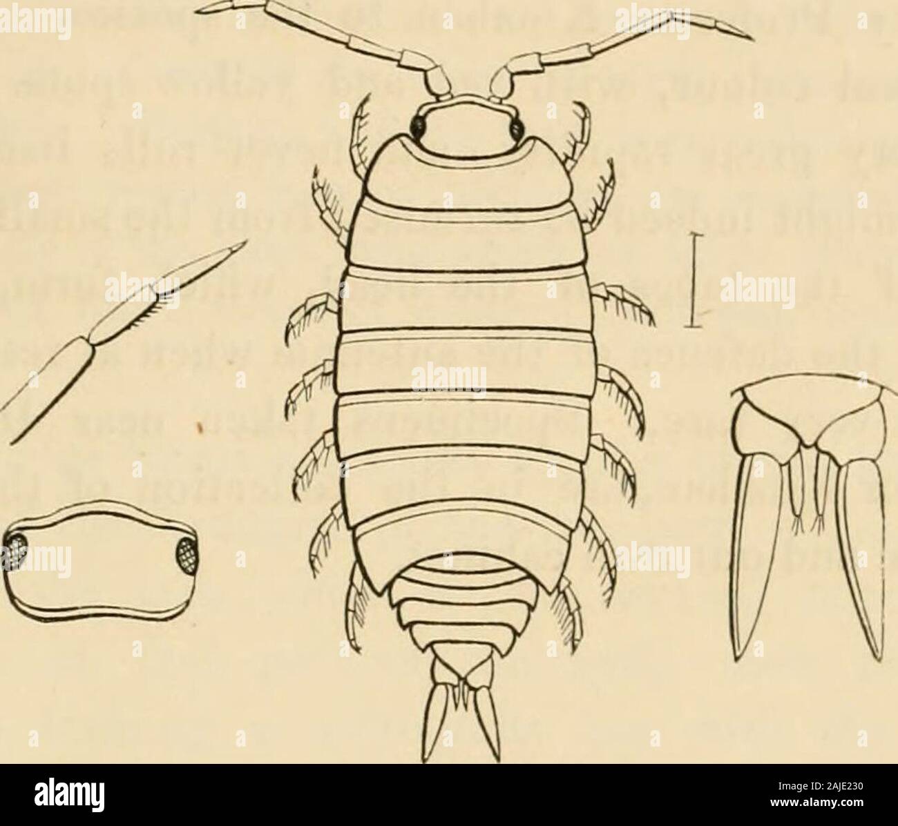 Eine Geschichte der Britischen sessile-eyed Krebstiere. l Abteilung des aj) ical Appen-dages des Schwanzes, der deutlich verlängert, da die Beine arealso; die gesamte Struktur des Tieres indi Applikationsdaten größere Aktivität und Bewegung. Die Vielfalt S. maculicornis der Koch ist eines ironcolor, mit der äußeren Antennen beringt mit Weiß, thesegments des Körpers in der Posterioren marginssimply granuliert, und das Terminal Anhängsel der Thetail eines eisenhaltigen Farbe. Die Art ist von einem einheitlichen Maus-grauer Farbe, seenunder ein Objektiv mit weiß markiert werden. Es generell Con-ceals selbst Rap Stockfoto