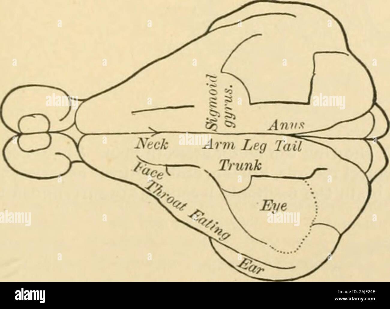 Kortikale Zentren Stockfotos Kortikale Zentren Bilder Alamy