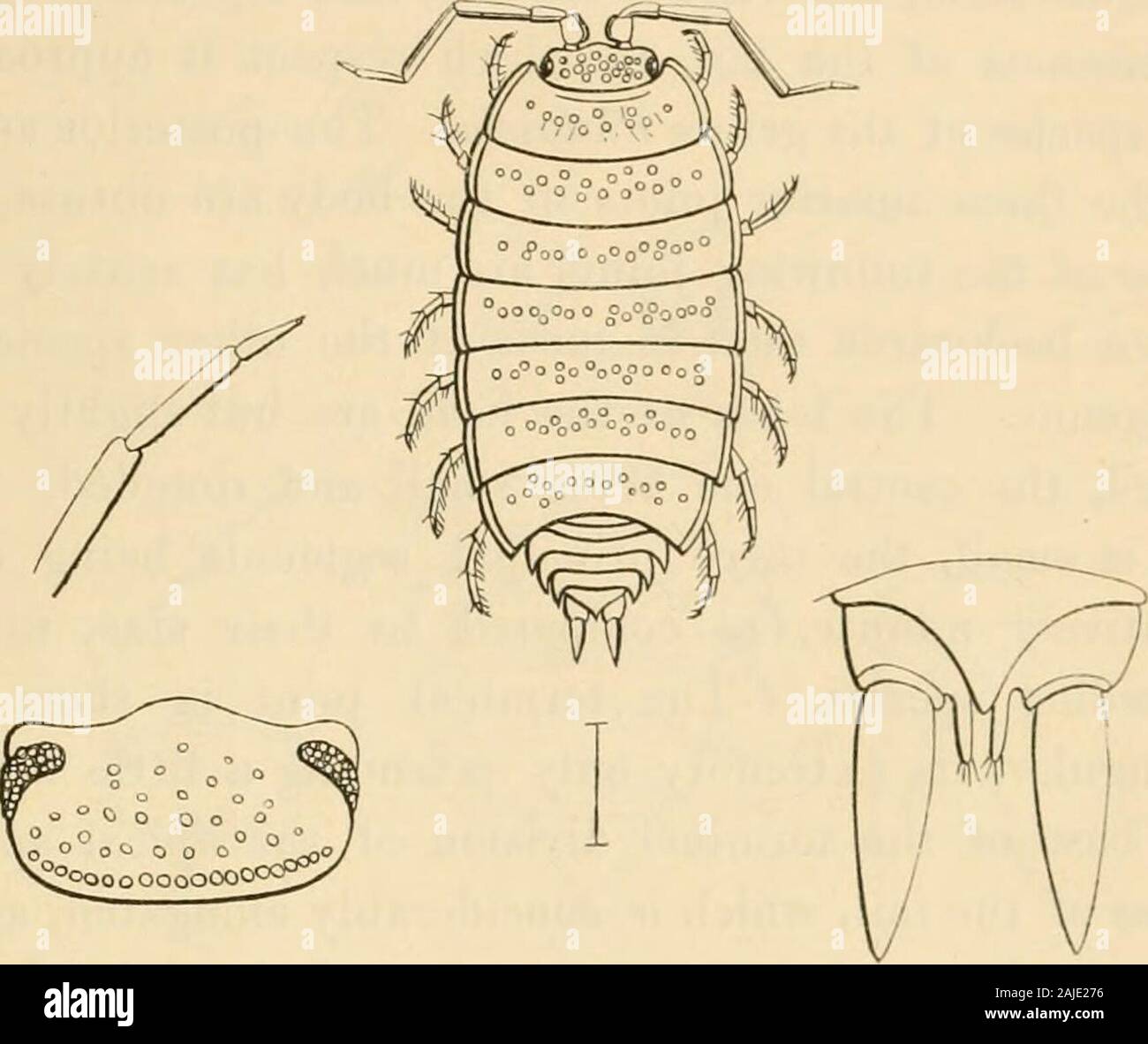 Eine Geschichte der Britischen sessile-eyed Krebstiere. Sind aber wenig entwickelt, die seitlichen, mit einem 486 ONISCIDiE. abgerundeten Rand und eine konkave Oberfläche. Die Seg- mente des Körpers haben Sie den hinteren Winkel akut. Den Downloadvorgang, vierte und fünfte Segmente der Schwanz sind largelydeveloped, die seitlichen Ränder werden kontinuierliche withthat der Seiten des Körper-Segmente. Die terminalsegment des Schwanzes ist dehnen - konisch, und wies auf thetip, mit der oberen Oberfläche leicht konvex, und extendingto rund ein Drittel der Länge des äußeren Abteilung Terminal der Hautanhangsgebilde des Schwanzes, whi Stockfoto