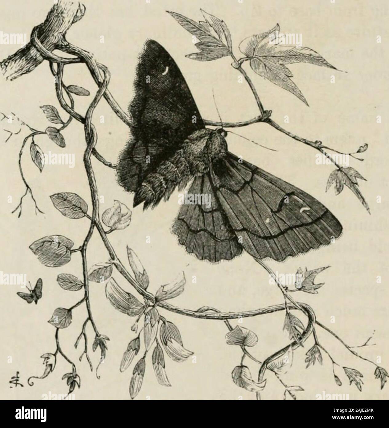 Insekten im Ausland: ist ein beliebtes Konto ausländischer Insekten, ihre Struktur, Gewohnheiten, und Transformationen. 68 S INSEKTEN IM AUSLAND. ? Von Sun - Fringe. Der Brustkorb ist kühn meliert mit Brownand weiß. Es gibt nur sehr wenige Insekten, die haben eine so große Strecke oflocality wie dieses. Es gibt viele Exemplare in der BritishMuseum, und sie wurden in den folgenden Gemeinden übernommen, whichI in der gleichen Reihenfolge, wie sie auftreten, im Museum, withoutany Versuch sie gruppieren: - Europa, Gibraltar, NavigatorsIsland, Rio de Janeiro, Natal, Kongo, Venezuela, Georgien, Australien, Jamaika, Mexiko, Indien, Ceylon Stockfoto