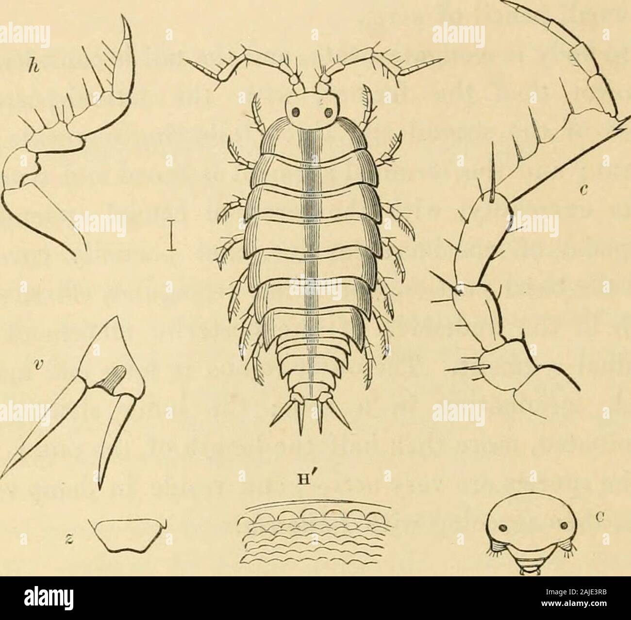 Eine Geschichte der Britischen sessile-eyed Krebstiere. e. Die fünf basal jointsconstituting der Stiel sind robust, Spined und Gra-?* Norn. Gen. Plantarum. - Linn. PHILOUGRIA. 455 Dual für die fünfte gemeinsame länglich. Die flagelluni con besteht aus vier oder fünf schmalen Fugen, generell terminatedin einen kleinen Bleistift von Seten. Der Körper ist verlängern-eiförmig, und der Schwanz ist considerablynarrower als die frühere, mit dem seitlichen - posteriorangles der zweiten und folgenden drei Segmente pro-minent; und das Terminal Segment ist breit und truncateat seine Extremitäten, mit dem Terminal kaudale Hautanhangsgebilde (uropod Stockfoto