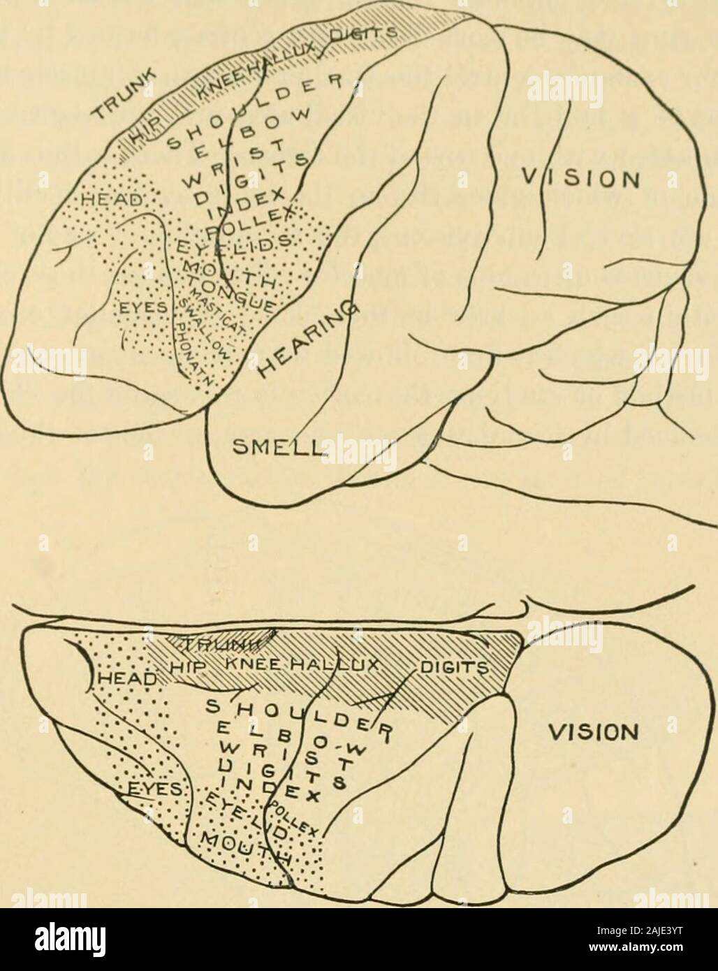 Ein amerikanisches Lehrbuch der Physiologie. rrangements innerhalb des Cortex bywhich eine Gruppe von Muskeln vorgenommen werden können Reize an anysensory Bereich Anreisen zu reagieren, wir werden folgen, um die Verteilung der kortikalen Zellen thestimulation, welche Ursachen die Kontraktionen der Muskulatur. Die hier vorgestellten Ergebnisse wurden von der elektrischen Stimulation des Gehirns durch Affen Beevor und Horsley^ gewonnen (siehe Abbn. 184, 185). Theseexperimenters erkundet die freiliegende Oberfläche der Halbkugel mit der Elek-trodes, bewegt diese zwei Millimeter zu einem Zeitpunkt und an jedem Punkt der Feststellung themuscle-Gruppe firs Stockfoto