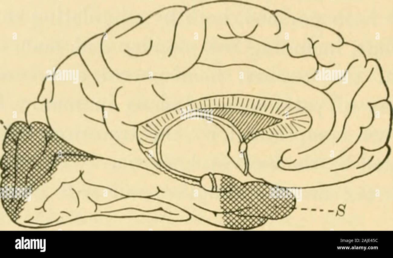 Ein amerikanisches Lehrbuch der Physiologie. Abb. 182.-Laterale Ansicht eines menschlichen Hemisphäre. Die kortikalen visuellen Bereich auf dieser Aspekt ist schattiert (V). Die Wege von der besondere Sinnesorgane, festgestellt wird, dass der Visual areaalone keine Ausarbeitung ausstellt, wenn durch die Art der Stimulation untersucht. ^ Arehiv Fell Anatomie und Physiologische, 1870. 684 Ein amerikanisches Lehrbuch der Physiologie. Abb. 183.- Mesialen Ansicht eines menschlichen Hemisphäre. Die Corti - cal visual Bereich schattiert ist,), • kortikalen Bereich für Geruch, S., um sicher zu sein, Ferrier sehr früh darauf hingewiesen, tliat Stimulation der anderen Sen-sory Bereiche Ursachen Bewegungen. Es Stockfoto