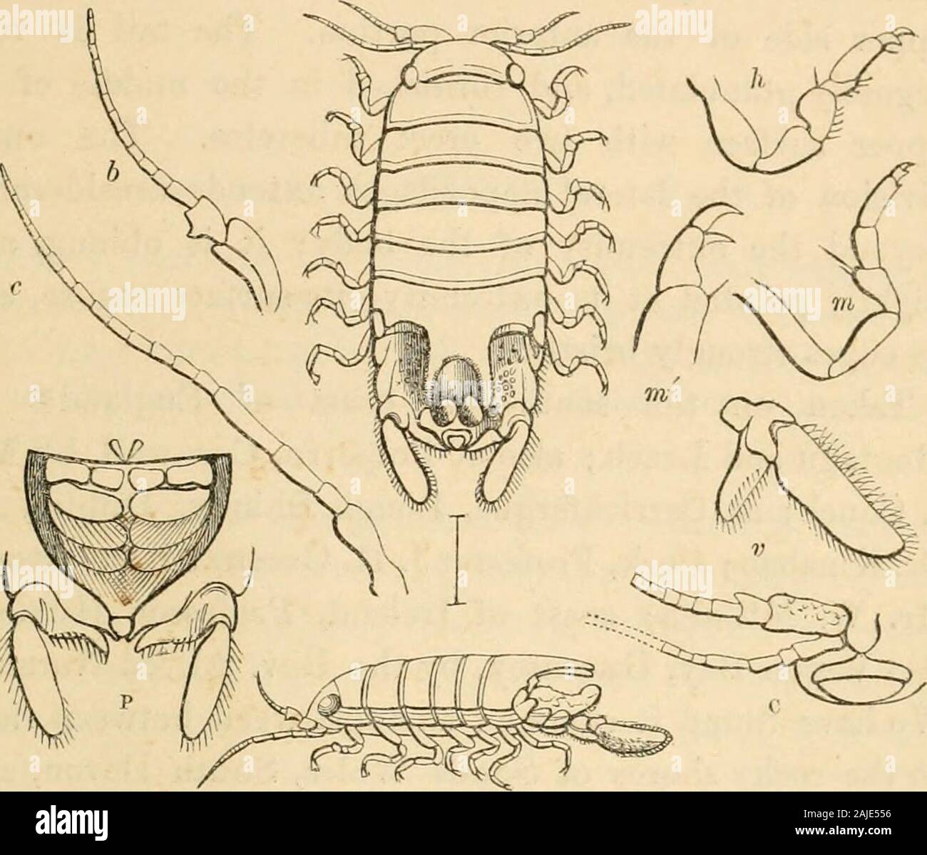 Eine Geschichte der Britischen sessile-eyed Krebstiere. Mit zwei largerounded Tuberkel in der Mitte: Die äußere Platte seitliche Anhängsel der der Schwanz ist stark gestreckt, und verlängert deutlich zurück, während die innen liegende plateis fixiert, und quer nach innen, fast meetingthe entsprechende Aufteilung der gegenüberliegenden appendagebehind mitten in die hinterbeine Marge der Schwanz. Thispeculiar Struktur des Schwanzes und der Hautanhangsgebilde preventsthe Tier von sich selbst in eine Kugel in der samemanner als Spharomee, mit der sich im Übrigen, diese Tiere sind fast verbündet. Die Stockfoto
