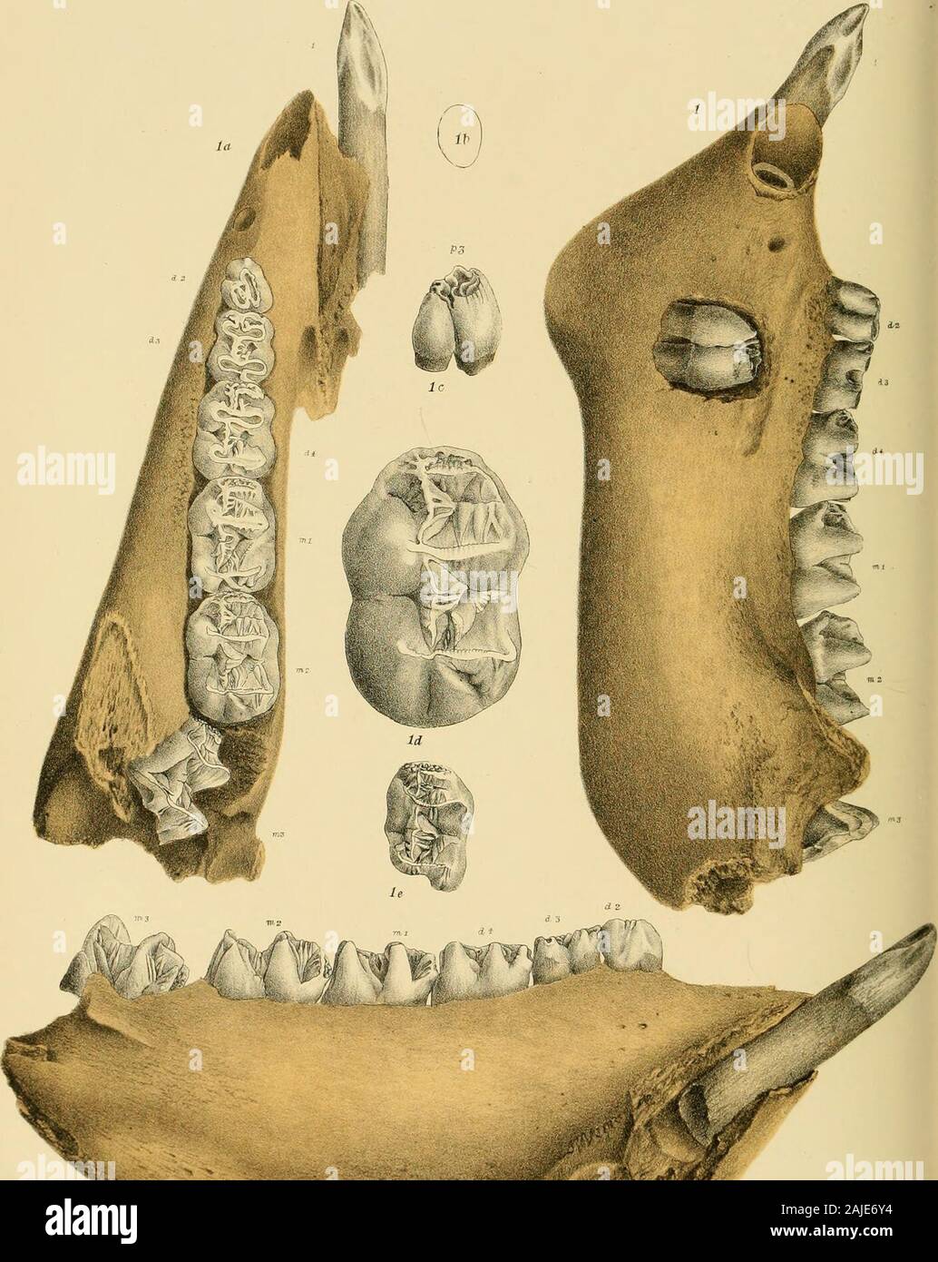 Prodromus der Paläontologie von Victoria; oder, Abbildungen und Beschreibungen der Viktorianischen organische Reste. . Andere lebende Form, aber viel größer ist; es hat auch den Gaumen gesamten (oder ohne große vacuities), wie sie in ihn. [G] Tertiaty. l PALÄONTOLOGIE VON VICTORIA. IMammalia. Gemeinsame im Pliozän tertiären Tonen von Colac und wusch auch unterwegs die gleichen Schichten, lose auf der Oberfläche am Ufer des Sees Timboon, perfekt mineralisiert. Erläuterung der Zahlen. Platte LI.-Abb. Ich, Kiefer von Erwachsenen von oben betrachtet, zeigt die Schneidezähne, deciduousmolar und drei Molaren viel getragen, natürliche Größe. Abb. la, dito, s Stockfoto