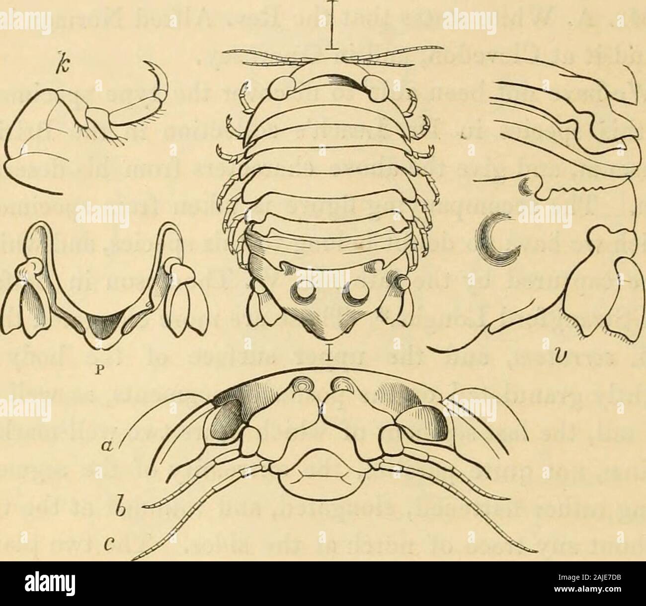 Eine Geschichte der Britischen sessile-eyed Krebstiere. Zweifel gehören zu dieser Spezies, und whichwere erfasst durch den späten Herr W. Thompson in Belfastand Strangford Loughs.* Diese sind mehr länglich thanJSph. serratum, und die obere Fläche des Körpers isslightly granulierten auf dem hinteren Segmenten, sowie Schwanz, das letzte Segment der trägt zwei markedcarinae, nicht ganz parallel, die Extremität des segmentbeing eher abgeflacht, länglich, und an der Spitze abgerundet, ohne Kerbe an den Seiten verfolgen. Die beiden platesof die seitliche Anhängsel des Schwanzes bügelfalte sind eiförmig, und ganze. T Stockfoto