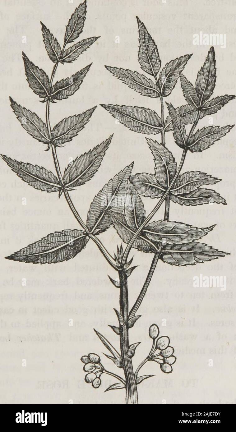 Ein einfaches System der ärztlichen Praxis, abgestimmt auf die Verwendung von Familien. Ris. Diese Pflanze wächst in den feuchten, humosen Böden in der gesamten Middleand Südstaaten, und ist die am häufigsten von den nameof centaury bekannt. Es wächst von ein bis zwei Fuß hoch. Die stammzellen iserect, glatt, quadratisch, mit den Winkeln winged, Niederlassungen axillar, gegenüber; die Blätter sind umgekehrt eiförmig, variieren aber in lengthand Breite; Sie sind von Herzen, die an der Basis geformt, mit Hälfte thestem, durchzogen, glatt, ganzen, akute. Die Blüten sind eine blass-rot, mit fünf Blütenblätter. Medizinische Eigenschaften und Verwendungen. - Jeder Teil dieser Pflanze isa rein und sehr starke Stockfoto