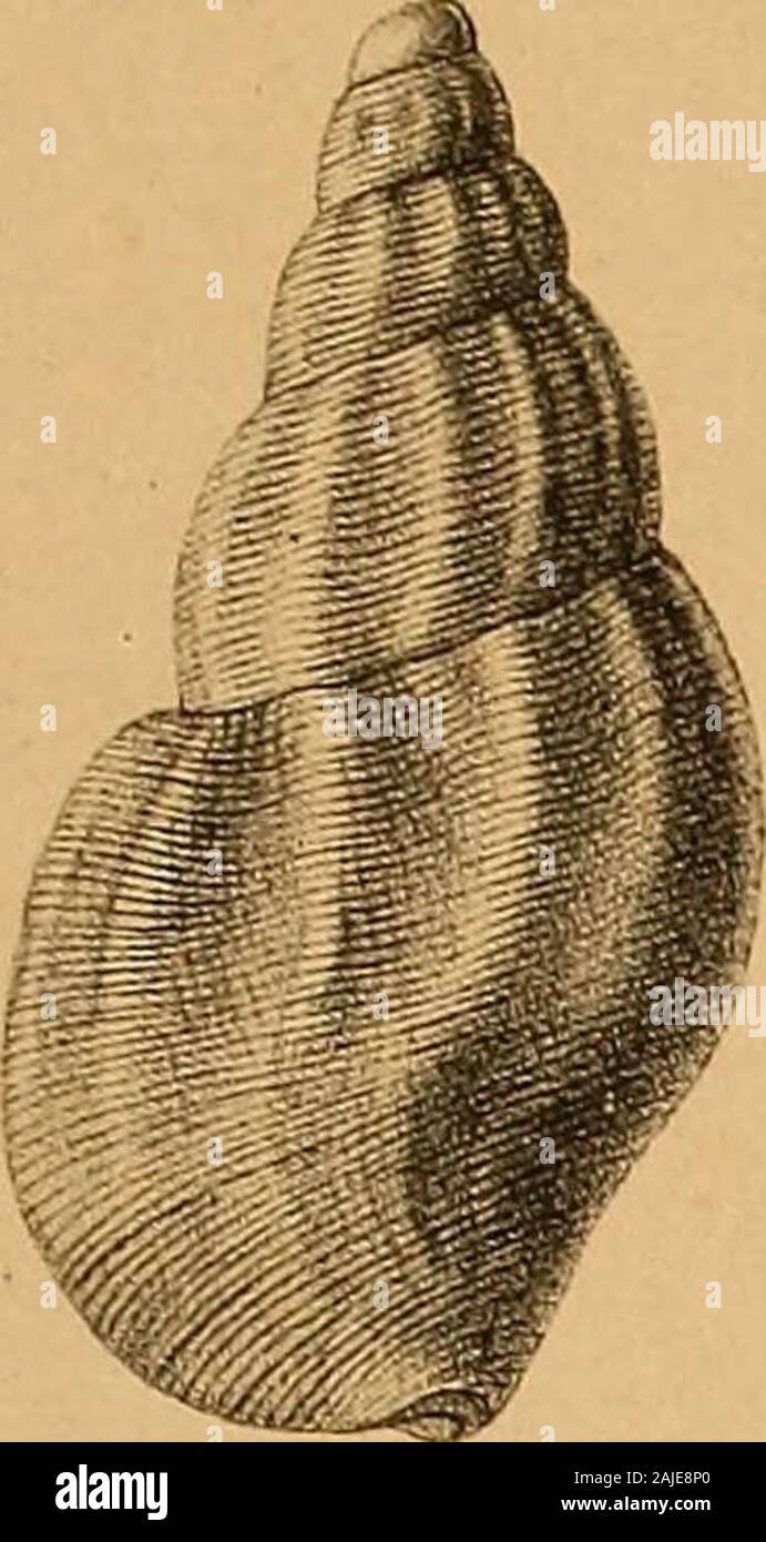 Reise in den äussersten Norden und Osten Sibiriens 5/6 der Jahre 1843 und 1844 mit Allerhöchster Genehmigung auf Veranstaltung der Kaiserlichen Akademie, Christian zu St. Petersburg ausgeführt und in Verbindung mit vielen Gelehrten. 1*//?/../. V&gt; //.////// vy^r / r&gt;/r//;, r // //. rrst. (R. Stockfoto