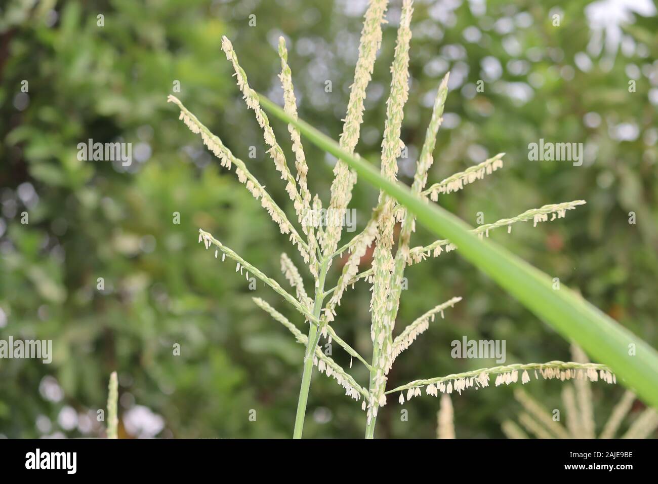 Nahaufnahme natur Blick auf die grüne Maispflückvorsatz Blatt auf verschwommenes grün Hintergrund im Garten mit Platz für Text kopieren mit im Sommer Hintergrund Natur grün Stockfoto