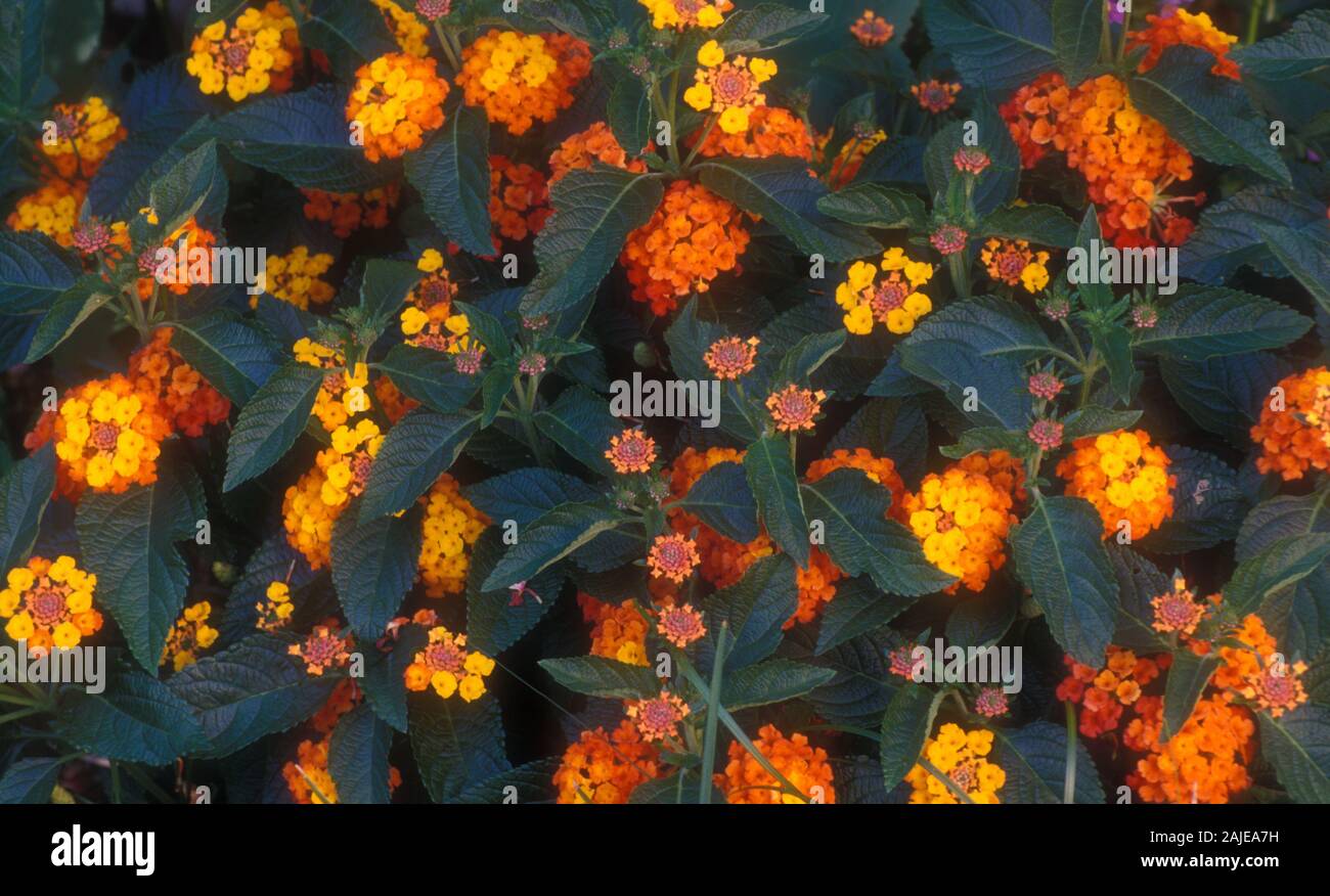 LANTANA CAMARA (gemeinsame LANTANA) Stockfoto