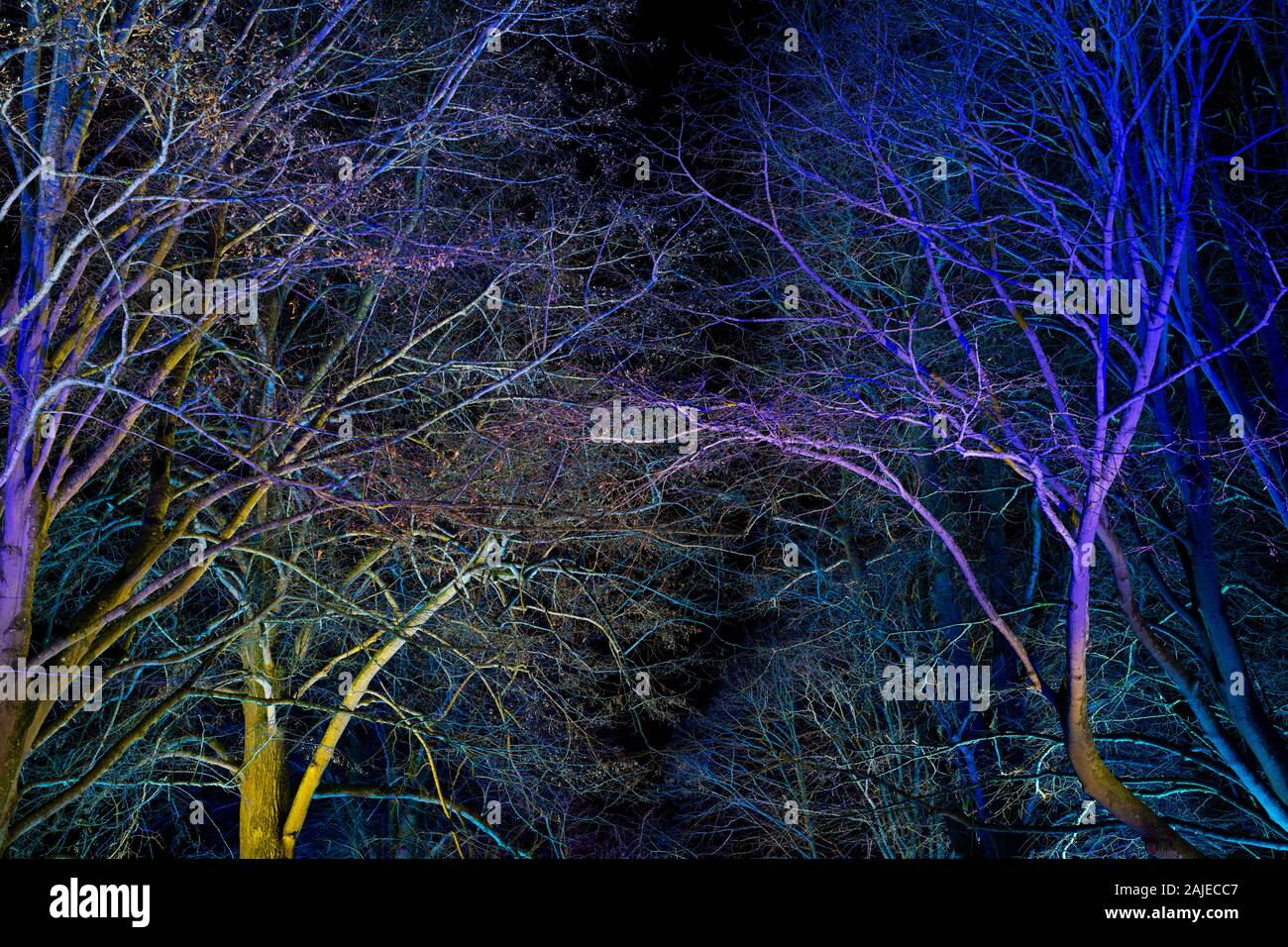 Bäume beleuchtet durch die blauen und violetten Lichtern an der a Christmas Festival 2019 Stockfoto