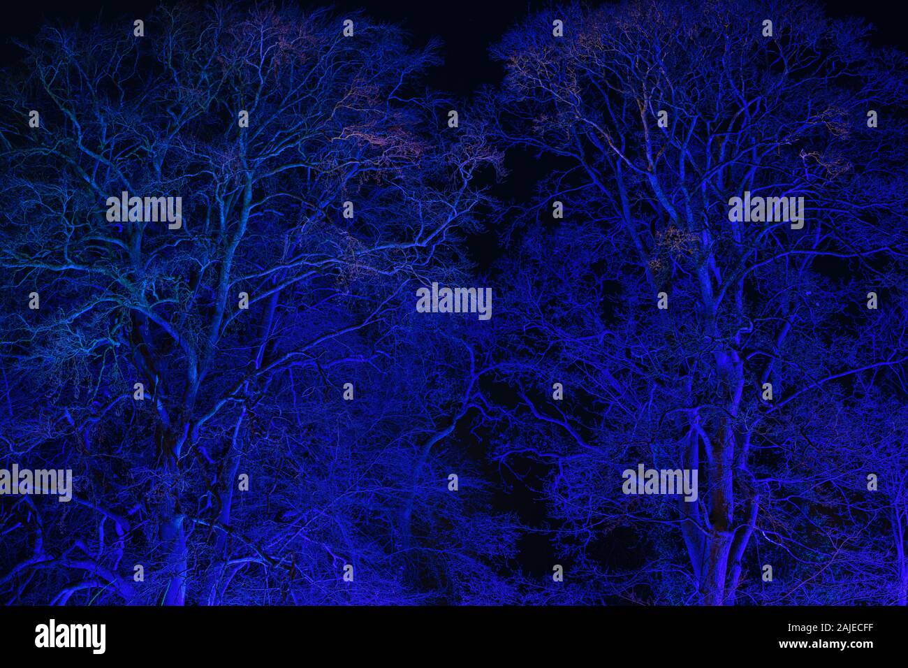 Bäume beleuchtet durch blaue Lichter an Weihnachten ein Festival 2019 Stockfoto