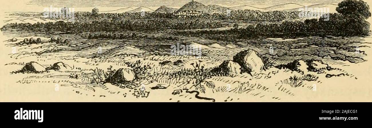 Eine Geschichte der Britischen sessile-eyed Krebstiere. Und die drei hinteren Beinpaare aregradually mehr, alle beendet durch eine einfache acuteand, gekrümmten Finger. Der Schwanz besteht aus einem großen Schild - wie Joint, und der Hinweise auf zwei sehr kurze Gelenke an 342 ASELLIDiE. seine Basis, und mit seinen Extremitäten bilden zwei breite butshallow emarginations, innerhalb derer angebracht sind zwei longcaudal Hautanhangsgebilde (oder uropoda), bestehend aus einem oblongbasal Gemeinsame, Unterstützung für zwei längliche Filialen. Auf itsunder Oberfläche der Schwanz trägt zwei opercular Platten, dividedtransversely durch ein Gelenk in der Mitte, whichc Stockfoto