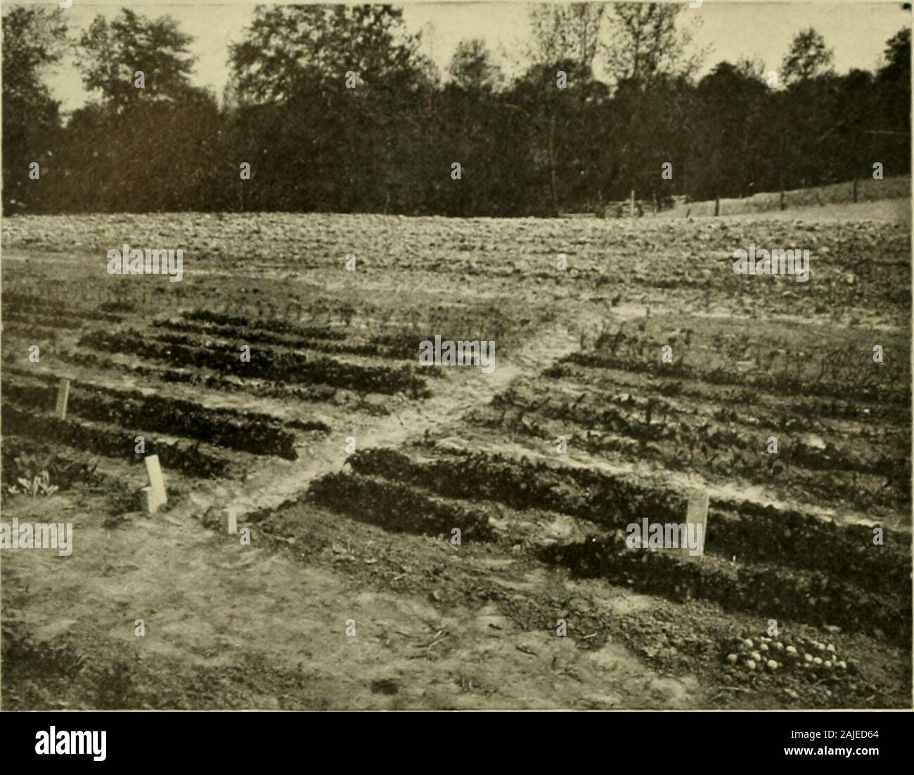 Die Ausbildung Schule vierteljährliche April, Mai, Juni 1916. und echothe schöne Stimmung der John Burroughs: Ich liebte das Gras unter meinen Füßen zu fühlen und die laufenden Streams bymy Seite. Das Geräusch des Windes in den Baumwipfeln hat immer Musik tome gewesen, und das Gesicht der Felder hat oft getröstet mich mehr als die Gesichter ofmen. Ich bin verliebt in diese Welt, denn durch meine Verfassung ich nestledlovingly in Sie. Es hat zu Hause gewesen. Es hat meine Suche in theuniverse wurde. Ich habe mich nicht gegen sie gequetscht, noch versucht, Es ignobly zu verwenden. ich den Boden gepflügt; ich habe ihre Ernten gesammelt. Stockfoto