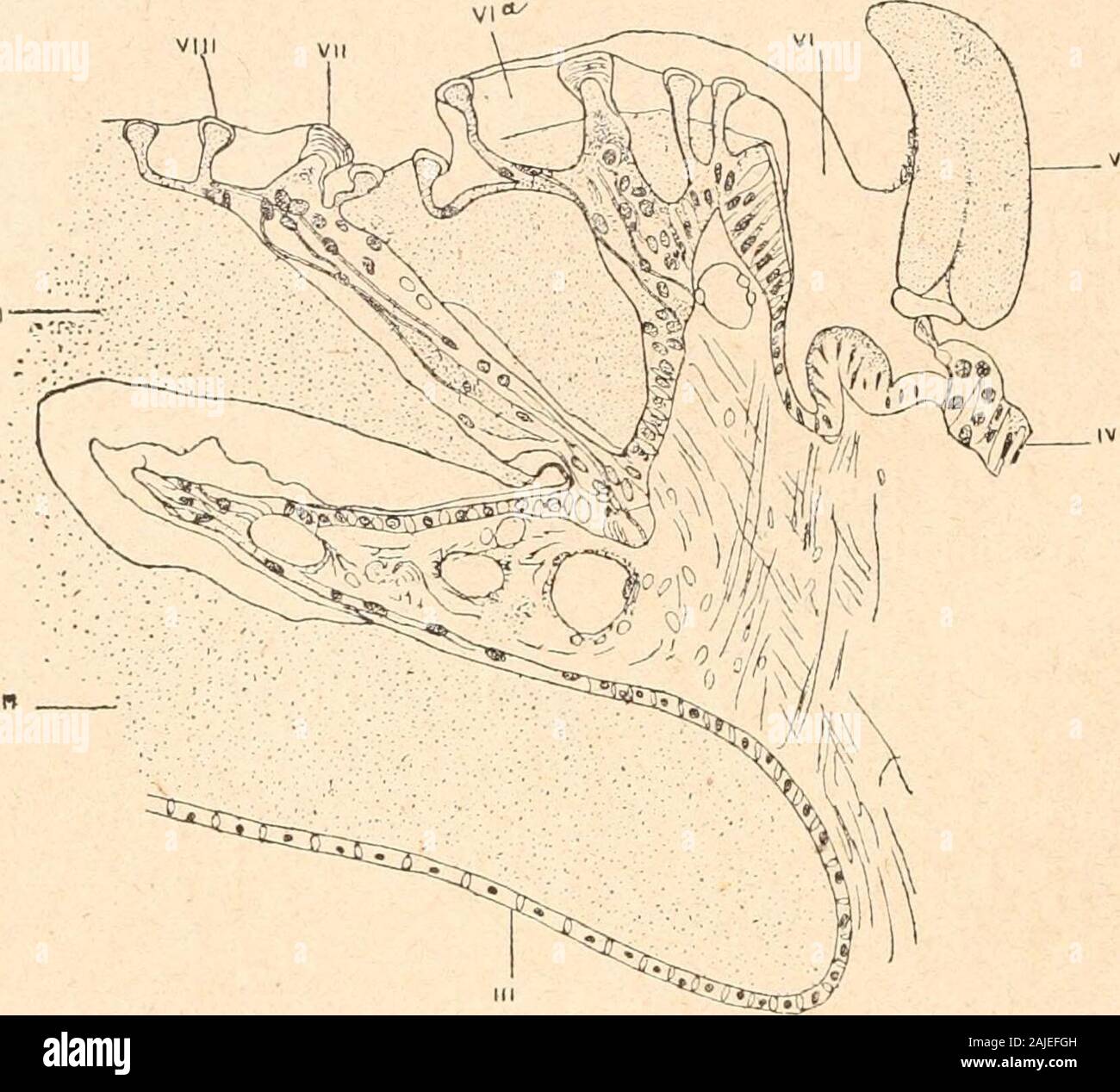 Einführung à l'étude des Mollusques. e de Celle du pied. Ce manteau Porte une Coquille formée dehuit Plaketten en Série longitudinale (Abb. 17), articulées entre Elles, chacune recouvrant partiellement la Suivante (sauf chez Chitonellus, où Elles ne sind pas toutes en Contact avec les deux pièces voisines); cette Disposition permet à rouler lanimal de se en Boule. Les partiesnues du manteau Menetekel des spicules. Les deux Plaketten terminales (Première et huitième) de la coquillesont semi-Circulaires, et les autres à peu près quadrangulaires. Toutes - 30 - Peuvent être en Grande Partie {Chitonellu Stockfoto