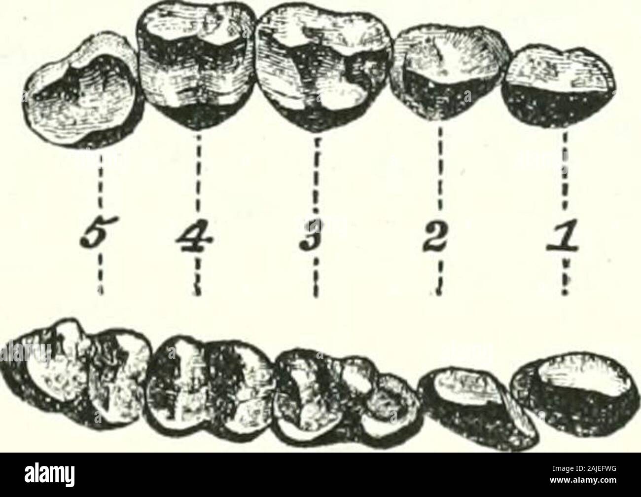 Katalog von Affen, Halbaffen und Obst - Essen der Fledermäuse in der Sammlung des British Museum. Jto £. Indris Brevicaudatus. (Huxley.) Die - klauen, wie jene der meisten Lemuridce, wenn perfekt, sind gekielt, und am Ende in einer akuten Tipp. Schädel. Länge 3, 10, Breite 2 3. Die vier unteren Schneiden - Zähne der Indris über die samespace als die sechs in den anderen Gattungen beschäftigen, die zentralen umfassender, während in den anderen Gattungen, die beiden zentralen Paaren sind sehr viel kom-gedrückt und schlank; und die oberen Schneiden - Zähne sind stärker andbroader; tatsächlich der allgemeine Charakter der Schädel ist stärker, t Stockfoto