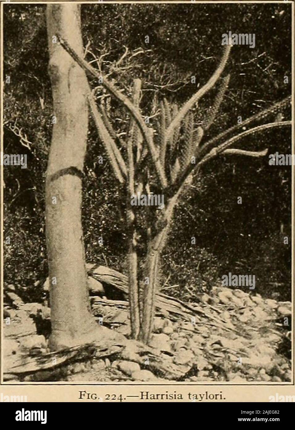 Die Cactaceae: Beschreibungen und Abbildungen von Pflanzen der Familie der Kakteen. Harrisia simpsonii.. Taylori. 8. Harrisia fernowi Britton, Bull. Torr. Club 35:562. 1908. Cereus pelhicidus Grisebach, Cat. PI. Cub. 116. 1866. Nicht C. pellucidus Otto, 1837. Anlage 2,5 bis 3 Meter hoch; Niederlassungen schlank, ca. 2,5 cm Dicke, Hellgrün, 9 Rippen, die ribsnot Prominente, die Vertiefungen zwischen Ihnen flach; Areolen ca. 2 cm auseinander; Stacheln 8 bis 11, Hellbraun mit schwärzlich Tipps, die längeren 6 cm. lang; Bud subglobose-eiförmig, seine Schuppen sub-Pflege und ziemlich dicht mit Tawny abgedeckt, gewellt werden Stockfoto