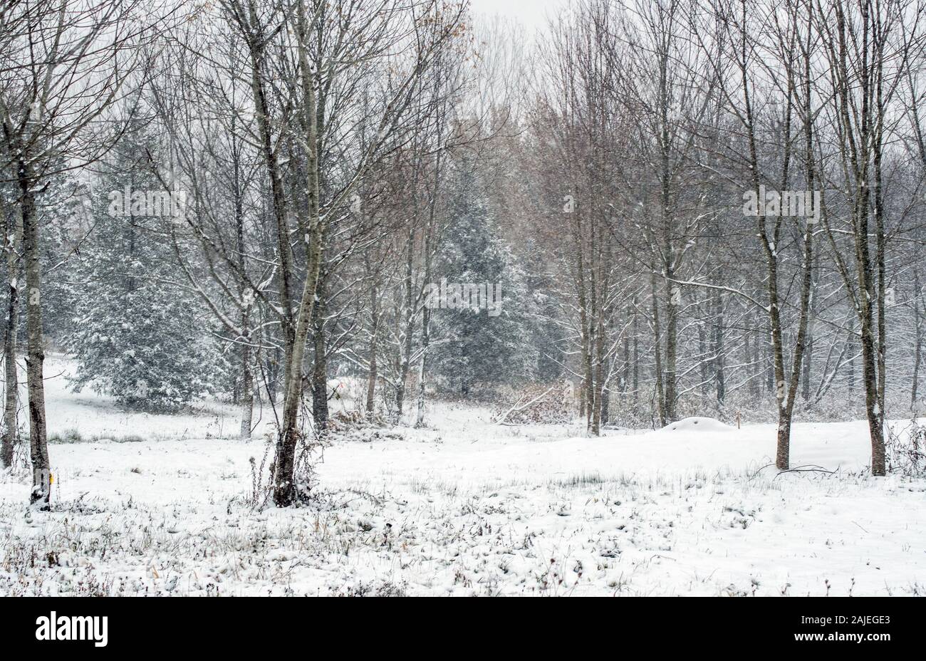 Verschneiten Tag in Michigan, USA, Mäntel der Wald in eine Decke von weißen, alles sauber und hell Stockfoto