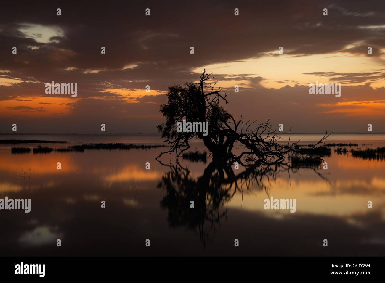 Morgendliche Stimmung am Coongie Lake bei voller Flut. Stockfoto