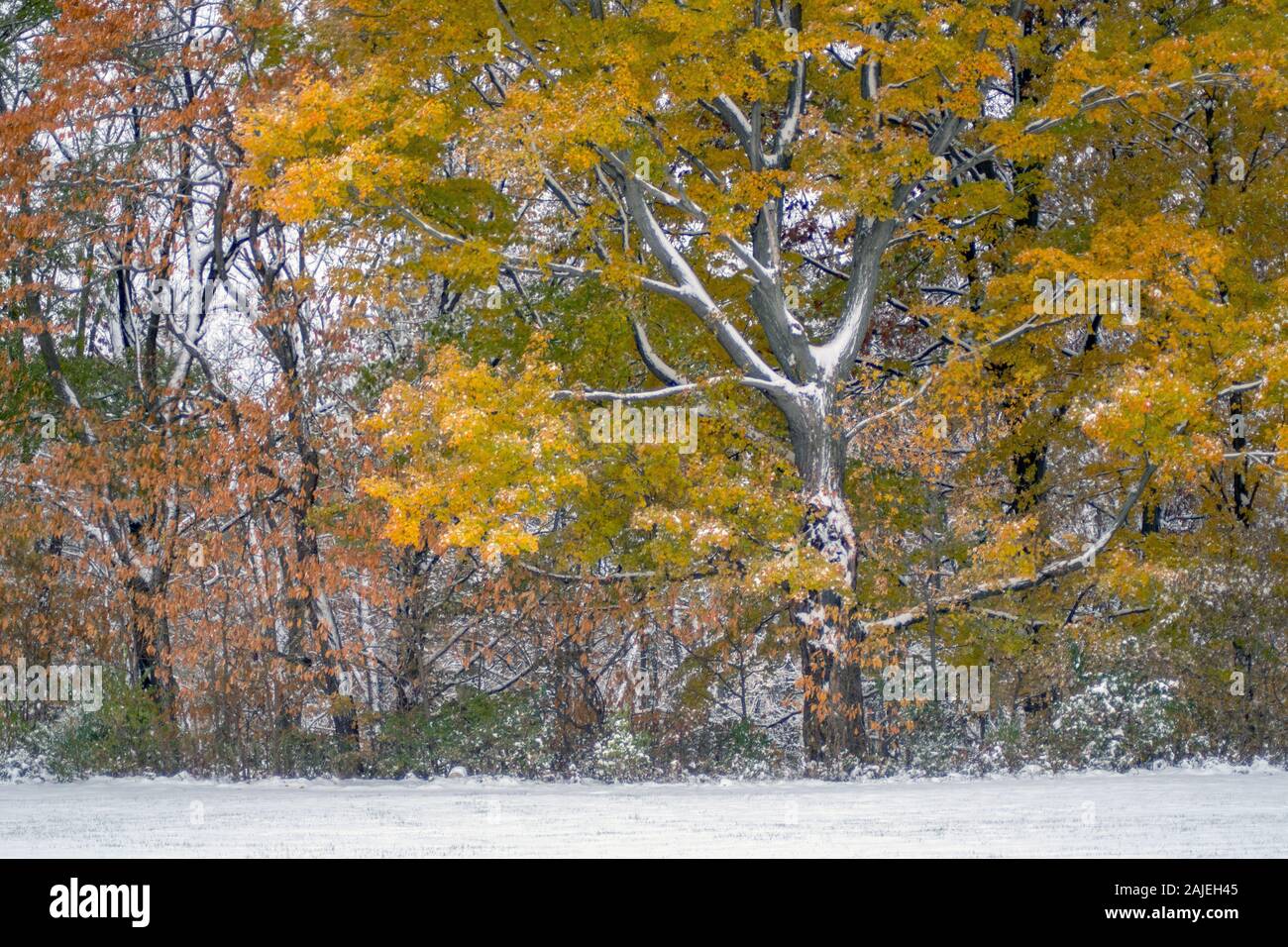 Bäume mit bunten Herbstlaub, sind noch schöner mit einem Abstauben des frischen Schnee Stockfoto
