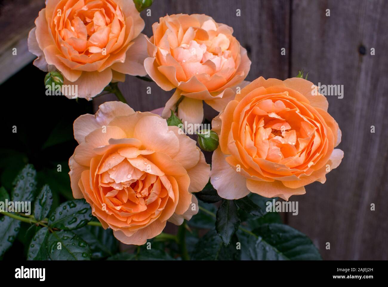 Vier schöne Pfirsich mit Regentropfen, Bloom entlang einer rustikalen hölzernen Zaun abgedeckt Stockfoto