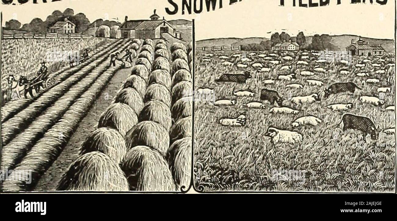 H.W Buckbee Samen und Pflanzen Guide: 1905. Vergessen Sie nicht, zu bestellen Buckbees große Kardinal © nlon - Siehe vordere Abdeckung. H.w. BUCKBEE, Rockford, Illinois. 77 BUCKBEES neue Ym? m. 15 Tonnen Futter pro Morgen gehen Tage von Stochern, Stockfoto H.W Buckbee Samen und Pflanzen Guide: 1905. Vergessen Sie nicht, zu bestellen Buckbees große Kardinal © nlon - Siehe vordere Abdeckung. H.w. BUCKBEE, Rockford, Illinois. 77 BUCKBEES neue Ym? m. 15 Tonnen Futter pro Morgen gehen Tage von Stochern, Stockfoto