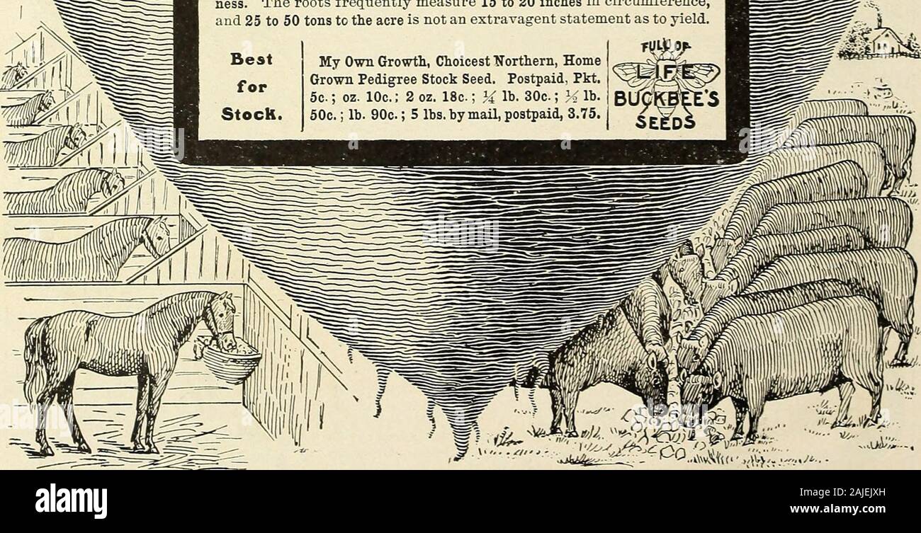 H.W Buckbee Samen und Pflanzen Guide: 1905. Vergessen Sie nicht, zu bestellen Buckbees große Kardinal © nlon - Siehe vordere Abdeckung. H.w. BUCKBEE, Rockford, Illinois. 77 BUCKBEES neue Ym? m Stockfoto H.W Buckbee Samen und Pflanzen Guide: 1905. Vergessen Sie nicht, zu bestellen Buckbees große Kardinal © nlon - Siehe vordere Abdeckung. H.w. BUCKBEE, Rockford, Illinois. 77 BUCKBEES neue Ym? m Stockfoto