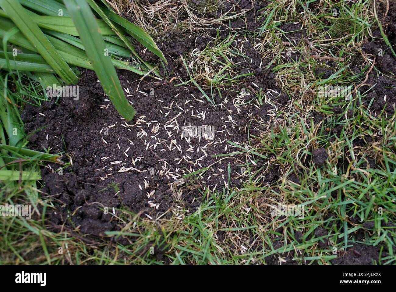 Rasen Aussaat Stockfotos Rasen Aussaat Bilder Alamy