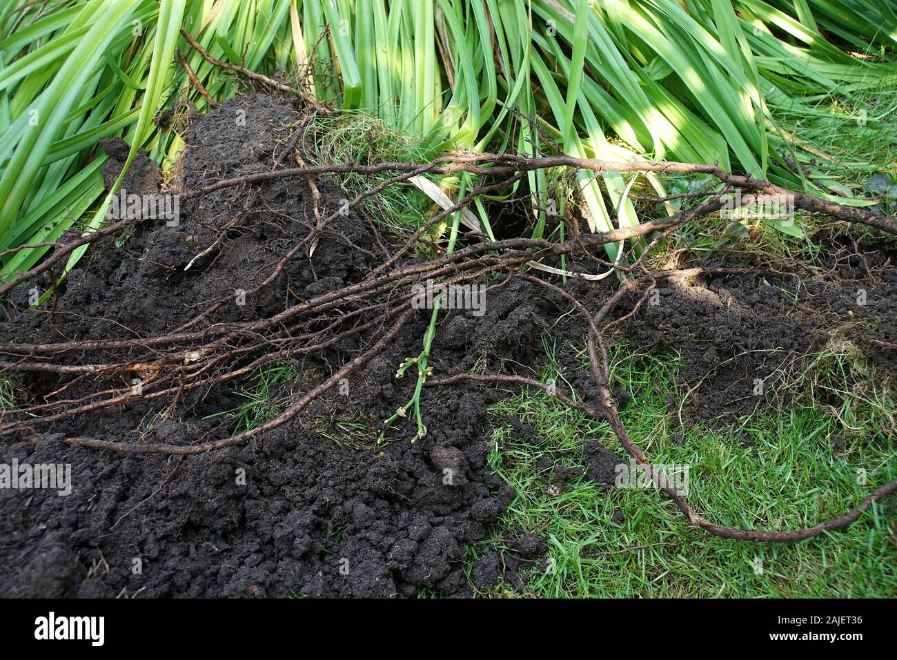 Zupfen die Wurzeln aus dem Rasen Stockfoto