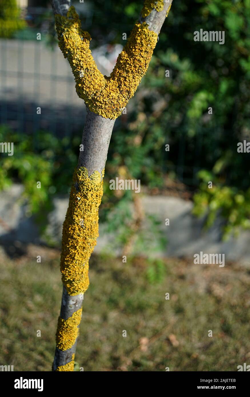 Gemeinsame orange Flechten auf Baum in Europa Stockfoto